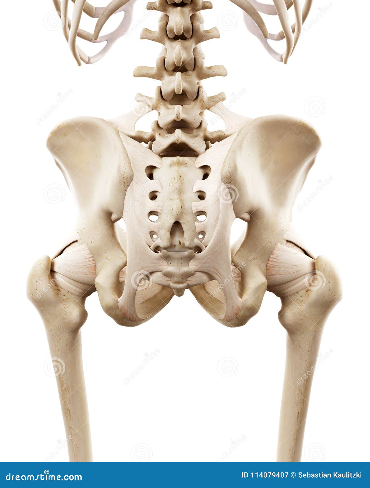 The Human Skeletal Hip Stock Illustration Illustration Of Body 114079407