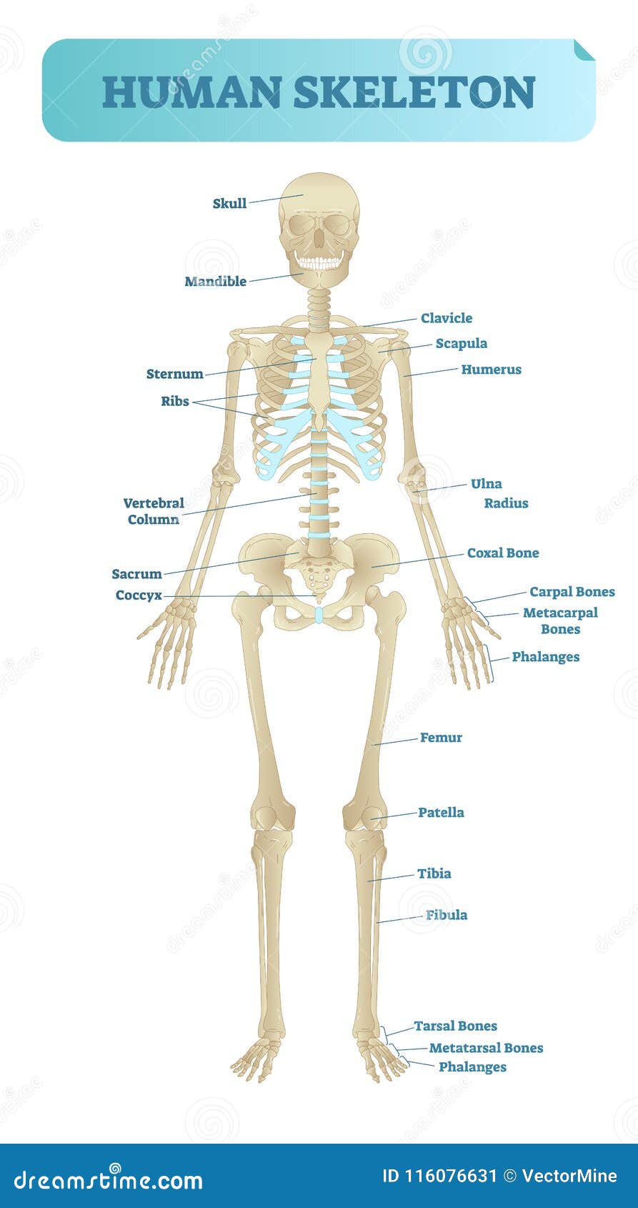 Human Skeletal System Anatomical Model Medical Vector