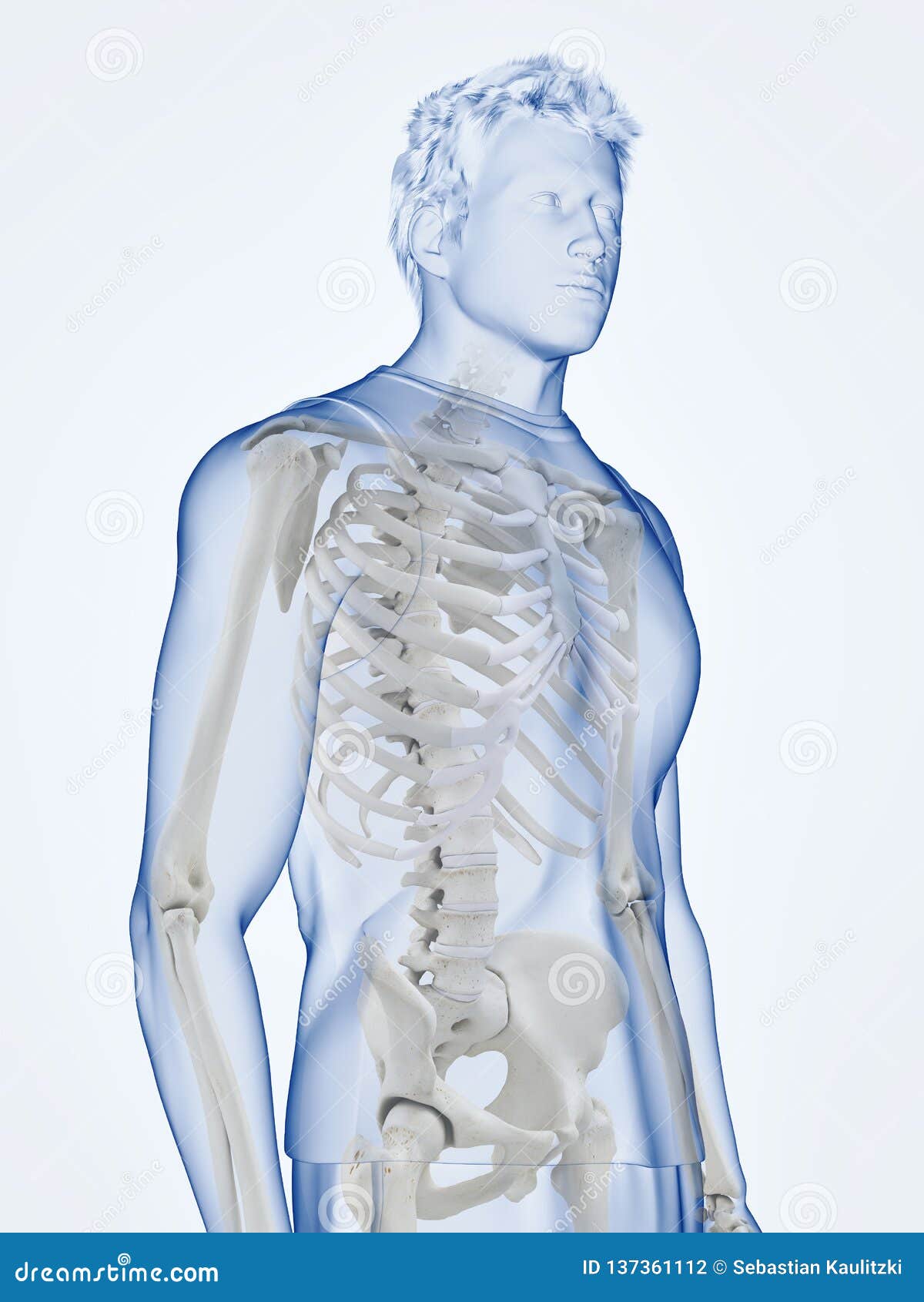 The Human Skeletal Hip Stock Illustration 114079672