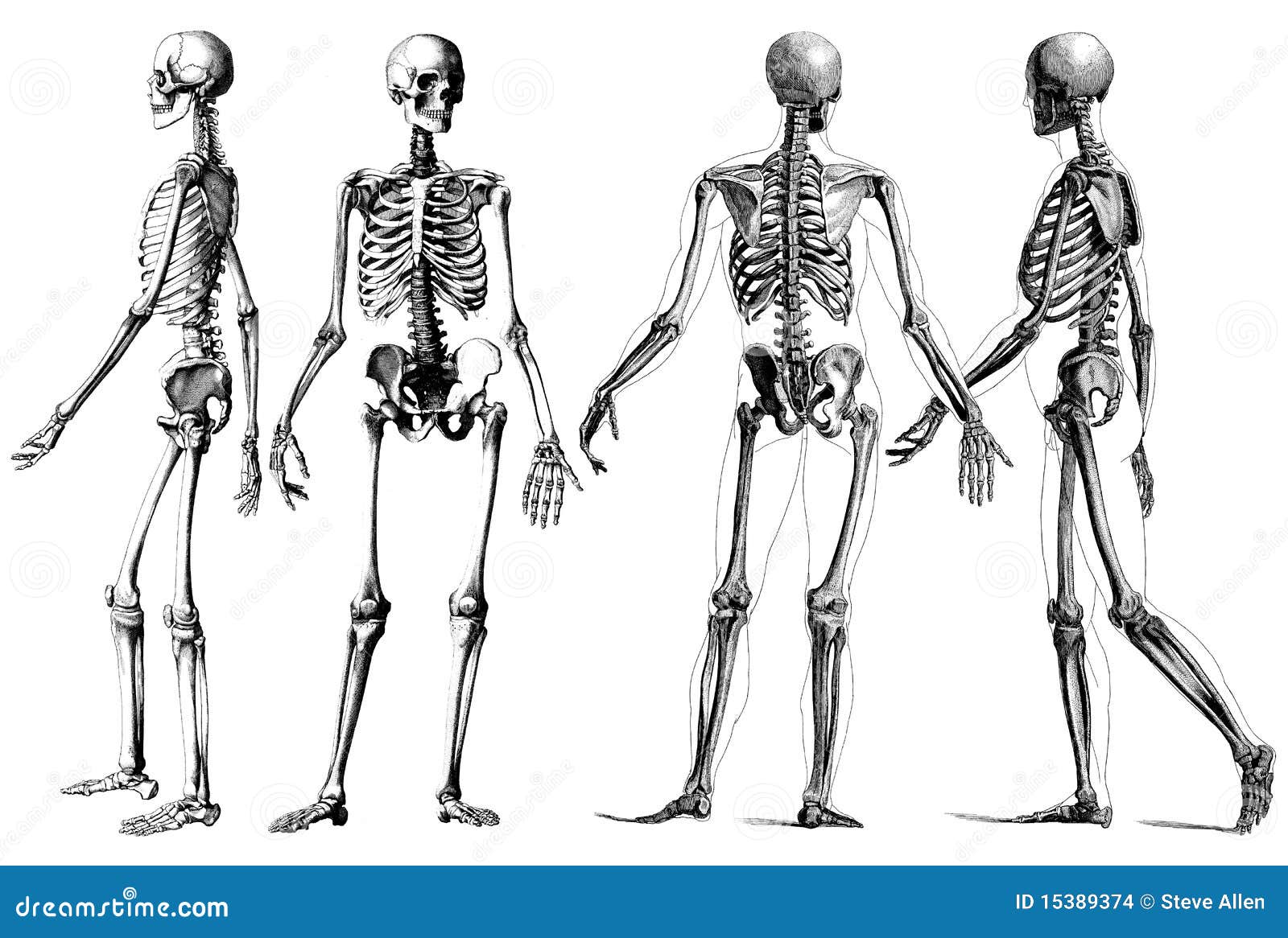 Human Skeleton System Skull Bone Parts Maxilla Bone Anatomy Stock Photo ...