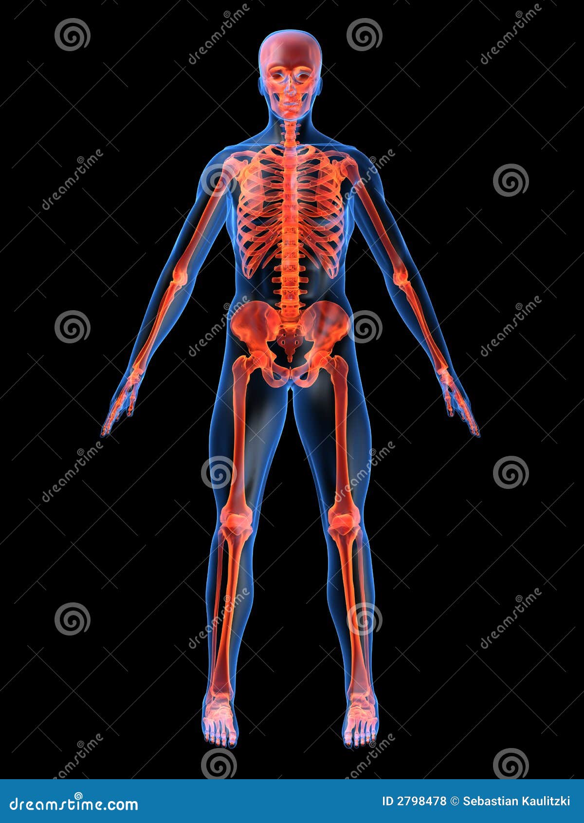 Human skeleton stock illustration. Illustration of backbone - 2798478