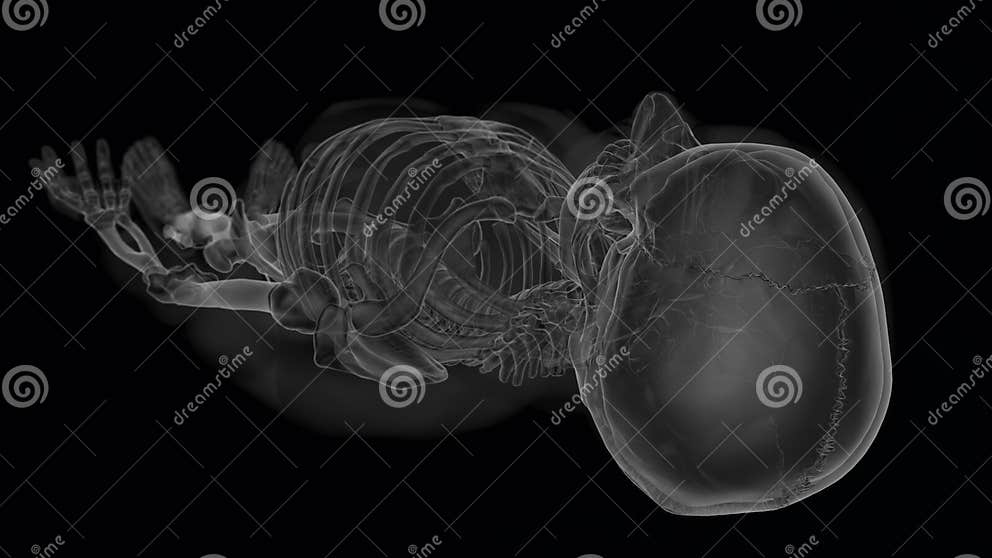 Human Skeleton Anatomy for Medical Concept Xray 3D Illustration Stock Biology Diagrams