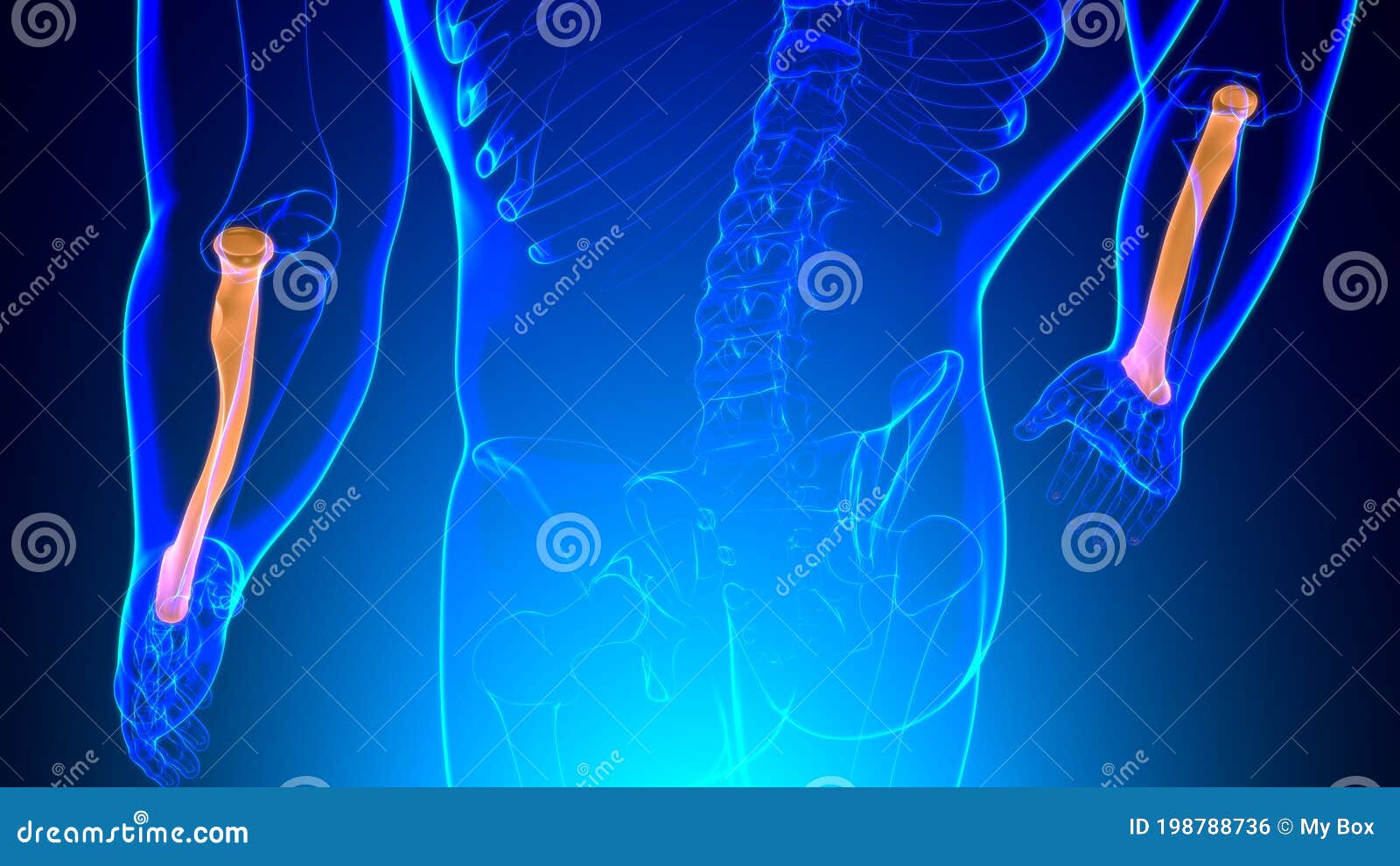 Human Skeleton Anatomy Radius Bone 3D Rendering Stock Illustration