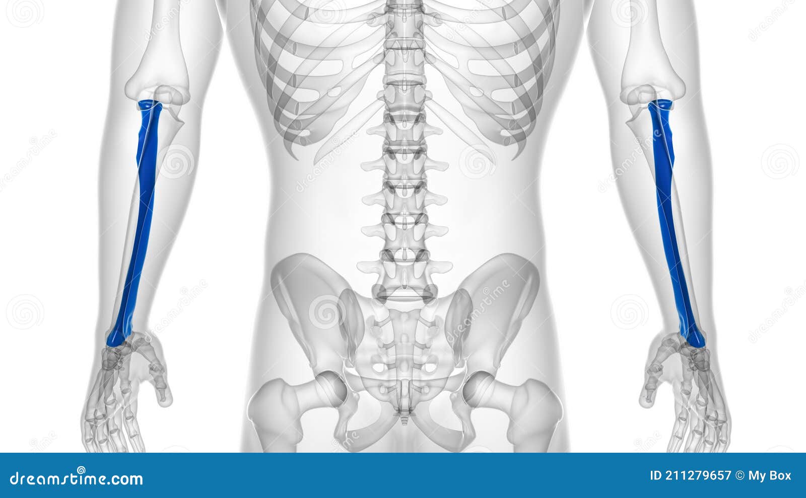 Human Skeleton Anatomy Radius Bone 3D Rendering Stock Illustration