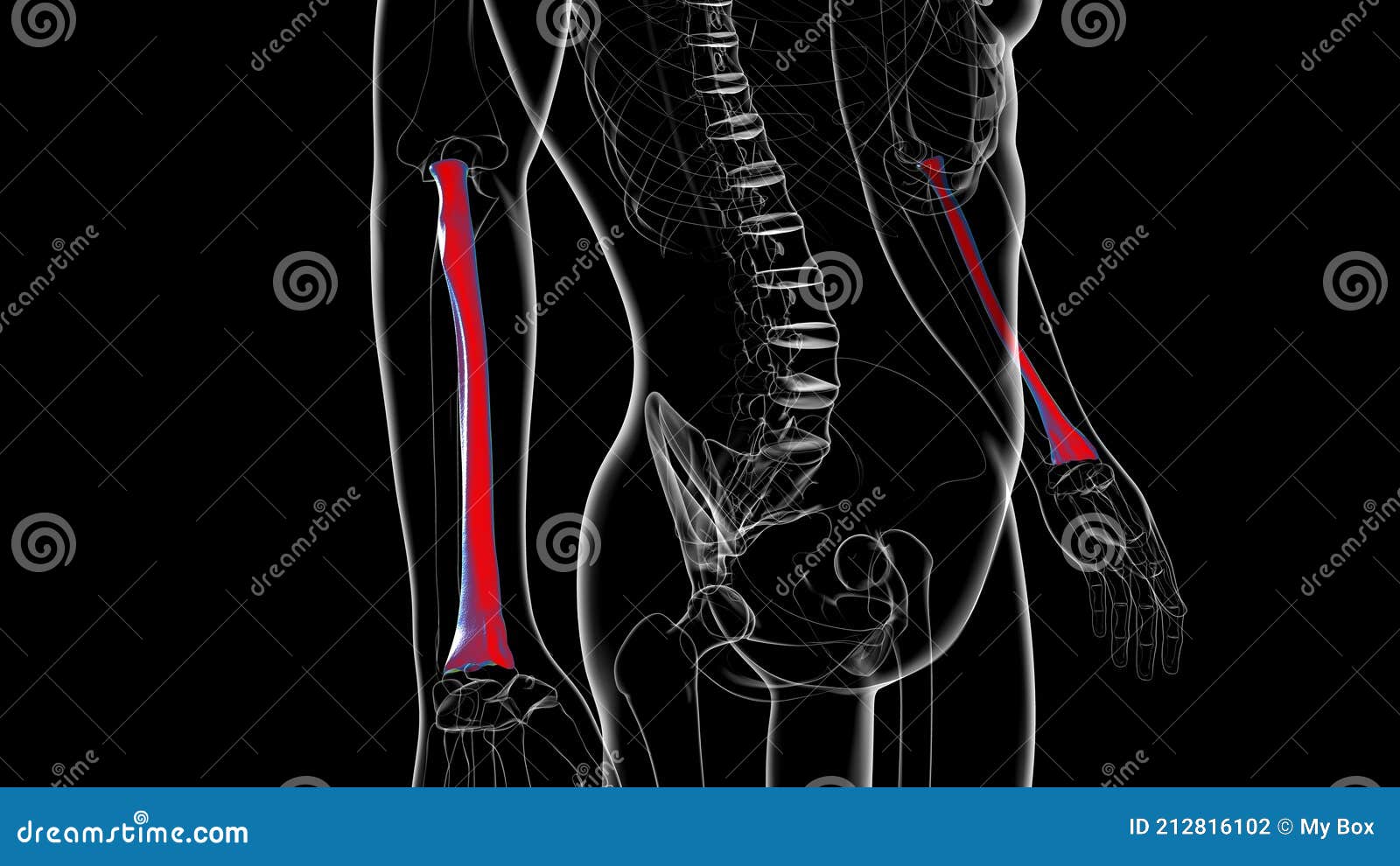 Human Skeleton Anatomy Radius Bone 3D Rendering Stock Illustration