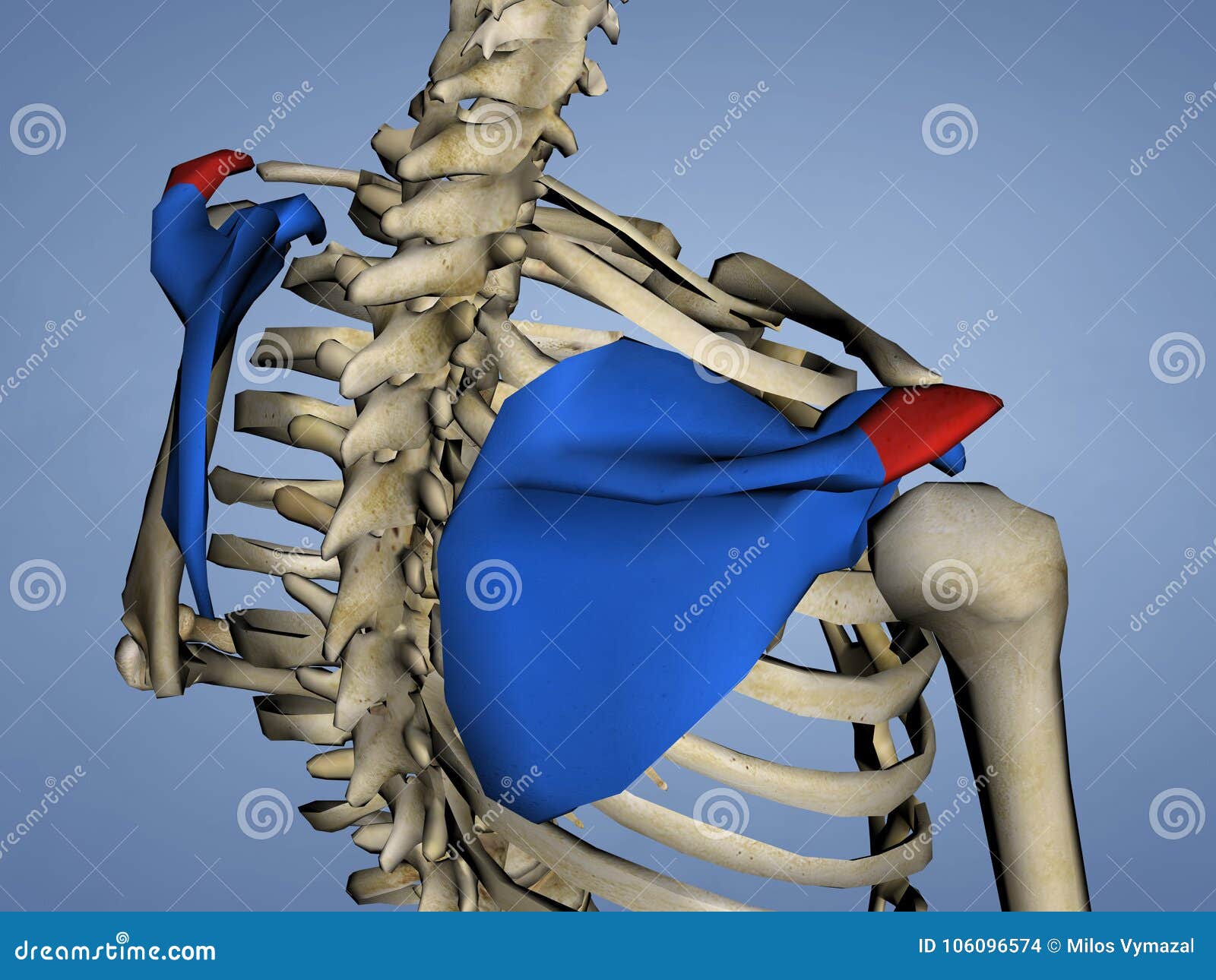 acromion of scapula, 3d model