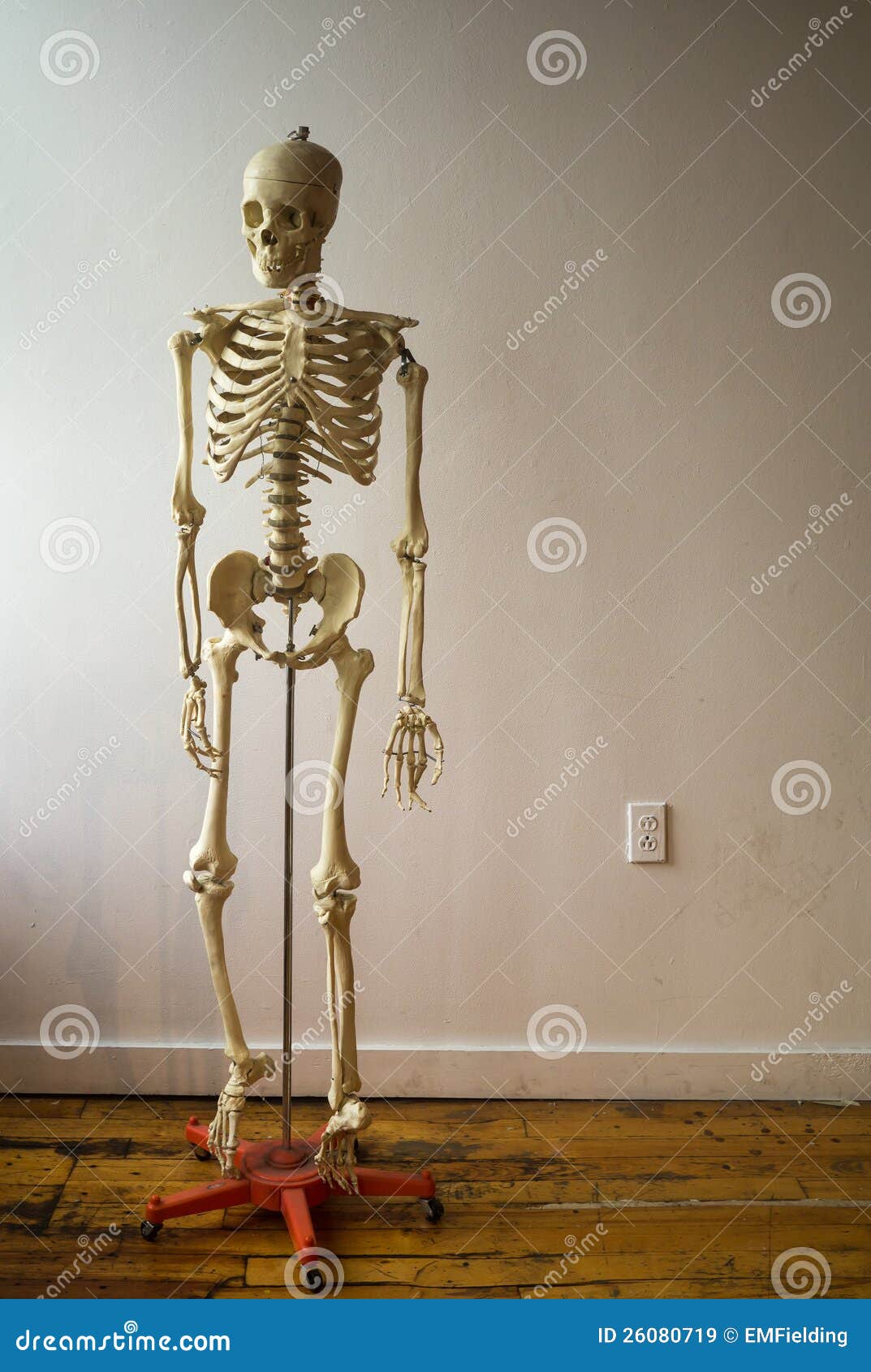 Human Skeleton In Classroom Royalty Free Stock Images - Image: 26080719