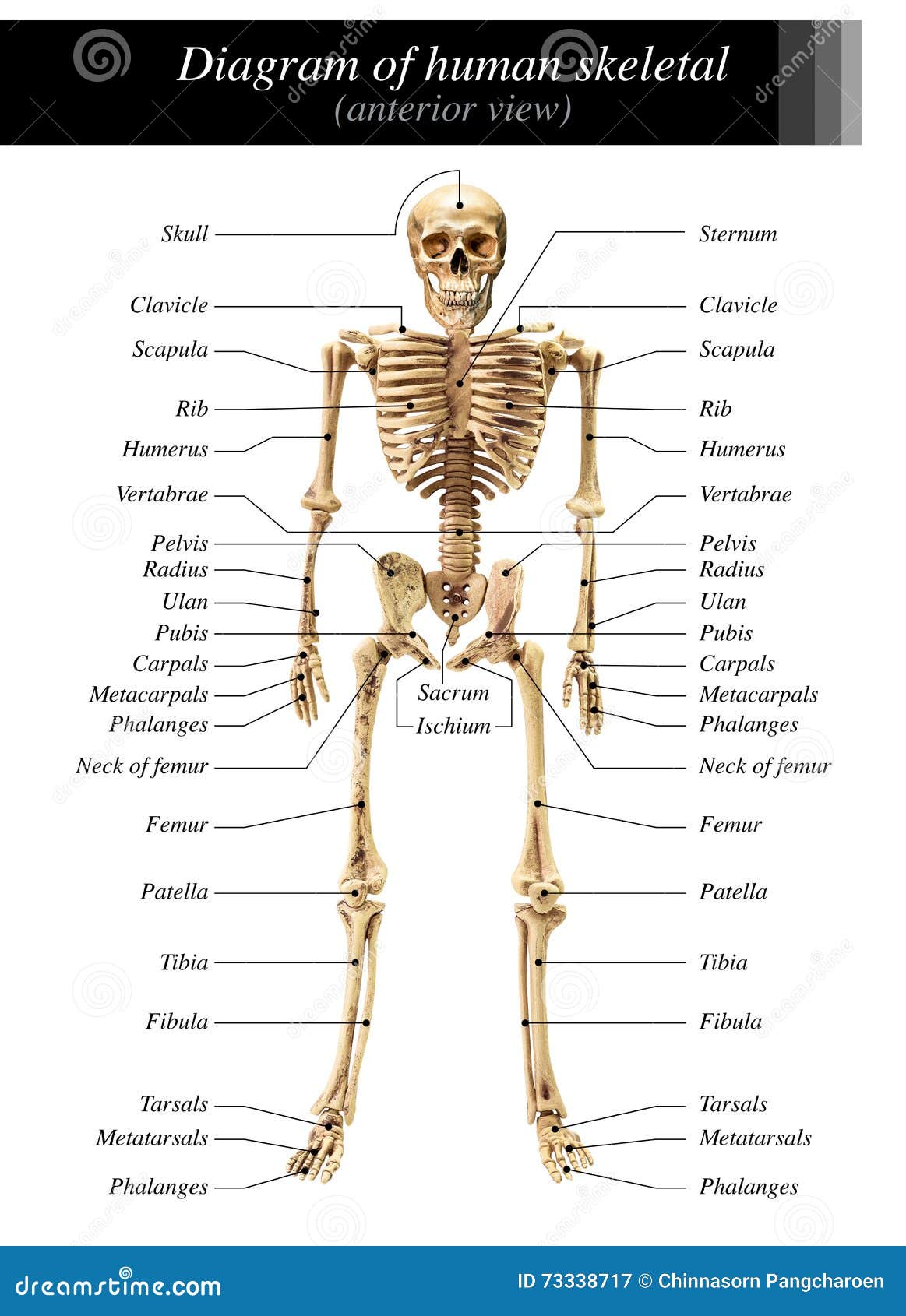 Human Skeleton Diagram Stock Image  Image Of Humerus