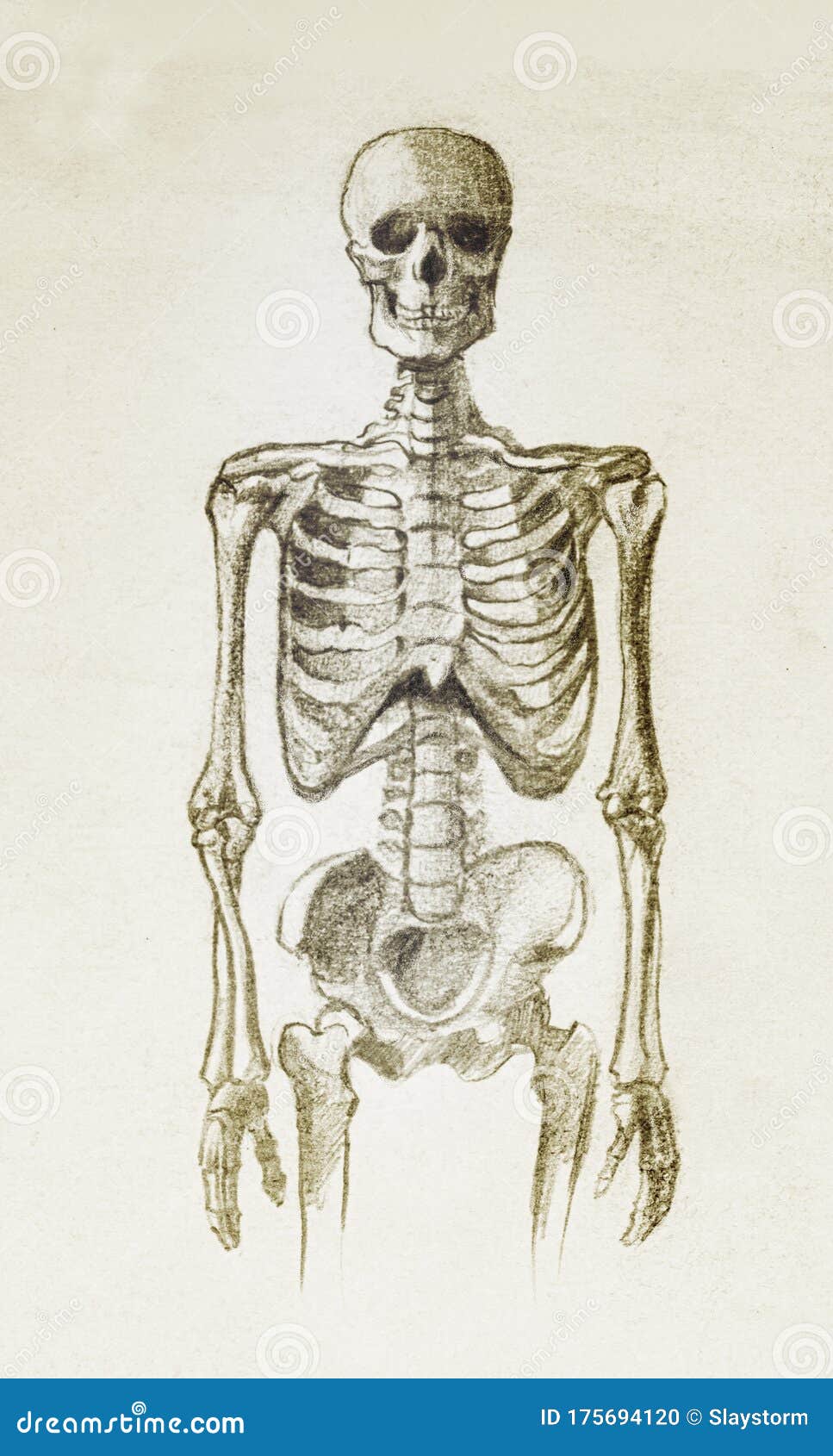 human skeleton sketch side human skeleton sketch side