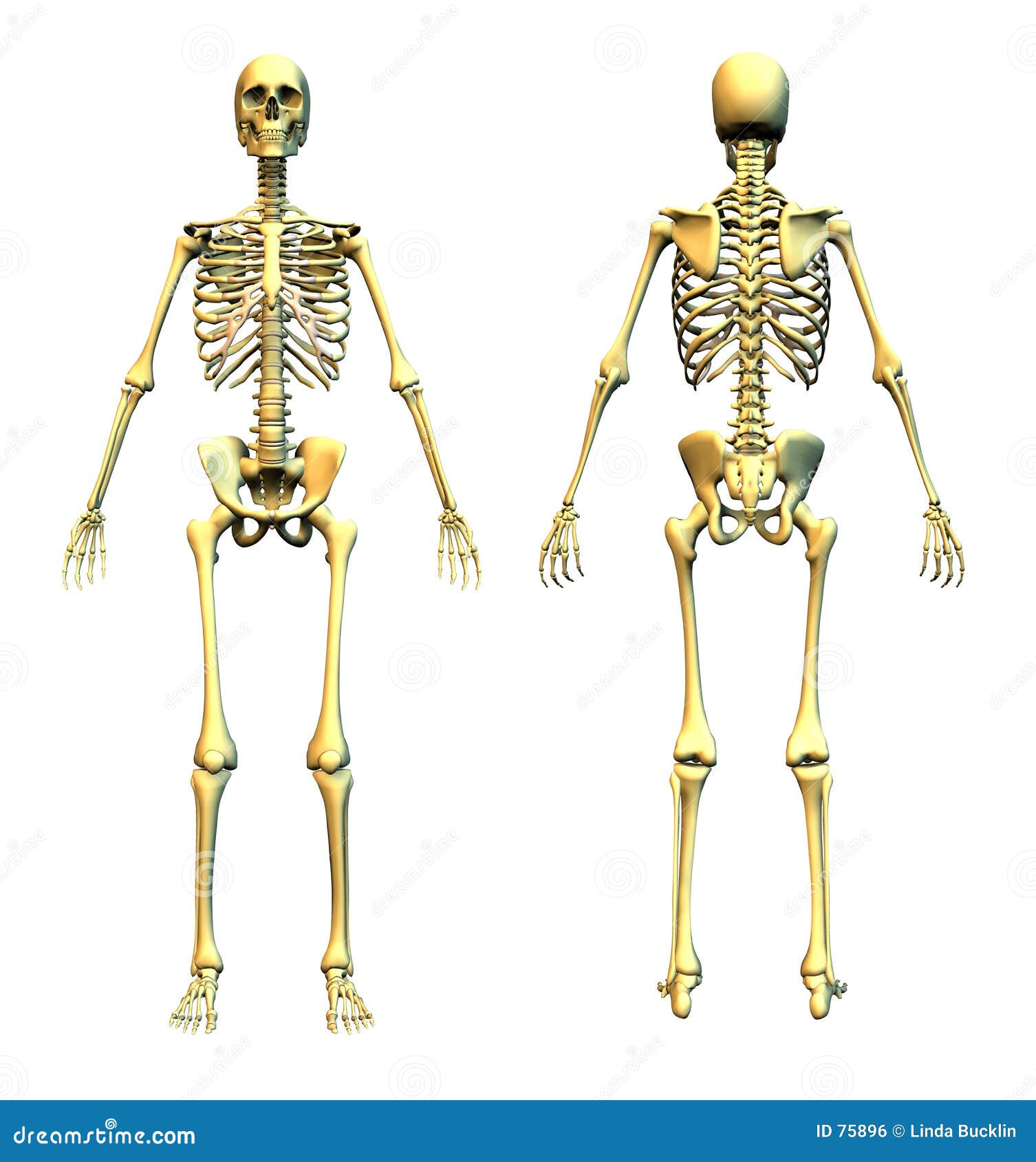 Human Skeleton - Front And Back Stock Illustration ...