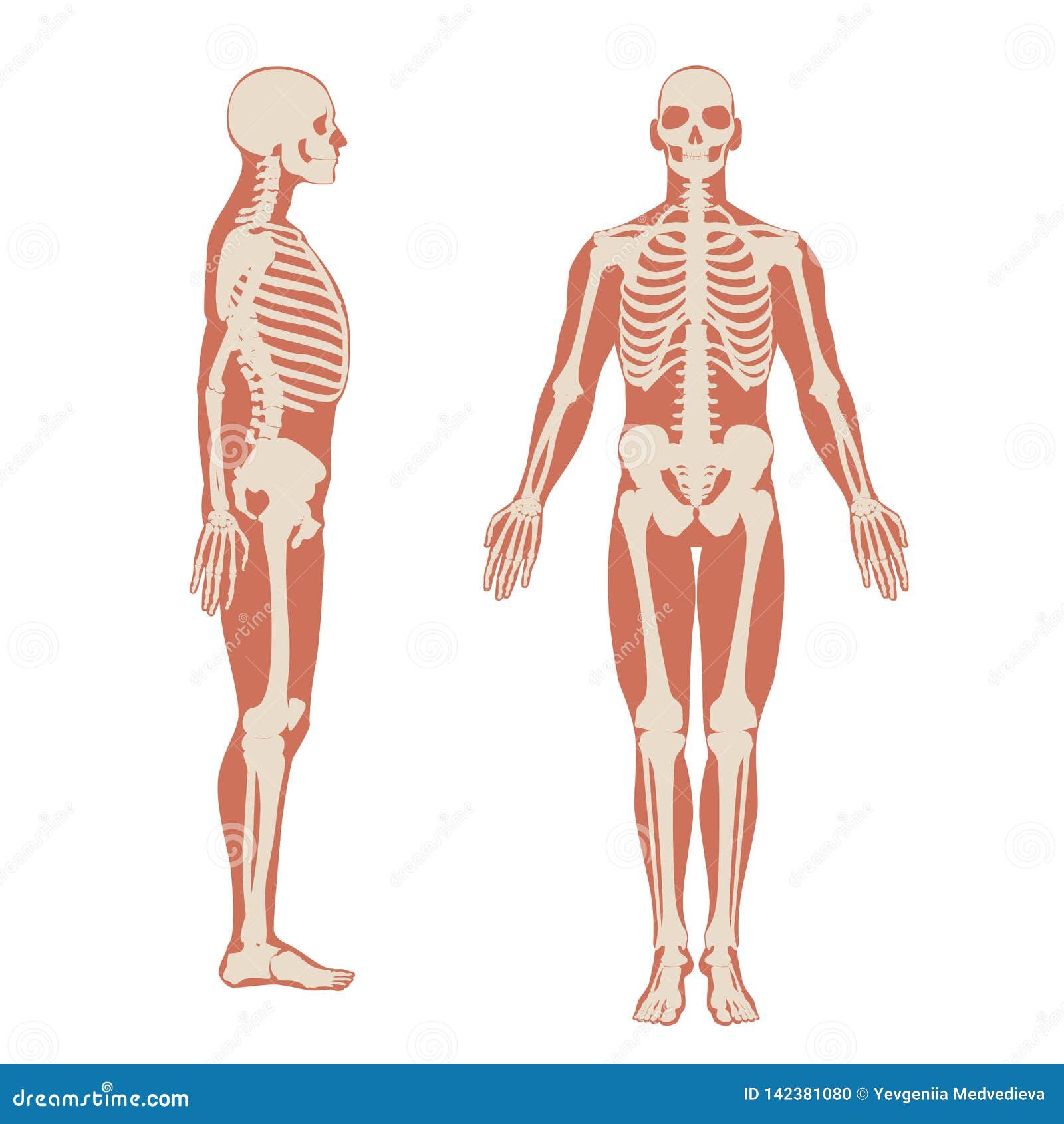 human skeleton ribs side view