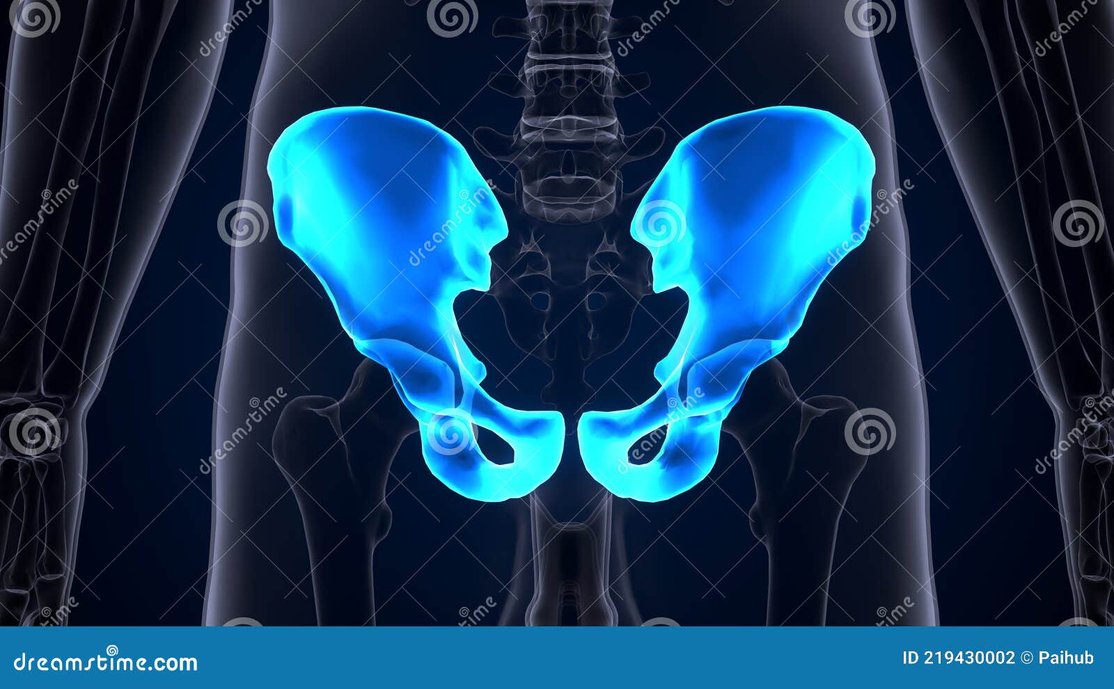 Human Skeleton Hip Or Pelvic Bone Anatomy 3d Illustration Stock