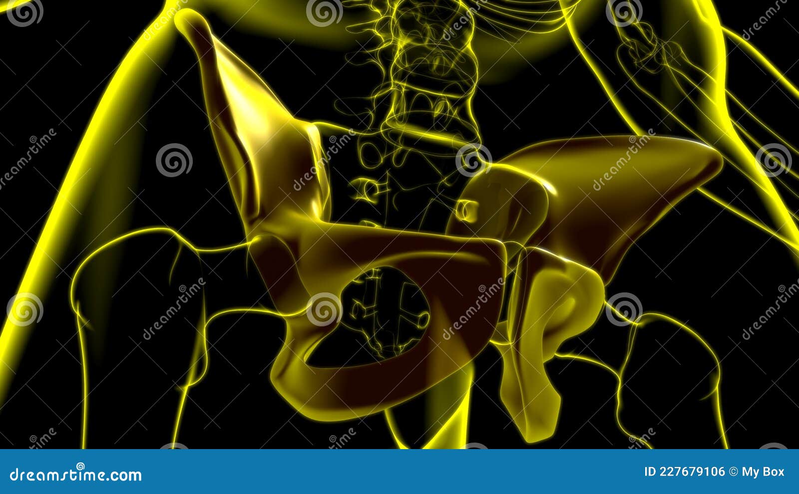 Human Skeleton Hip Or Pelvic Bone Anatomy For Medical Concept Stock