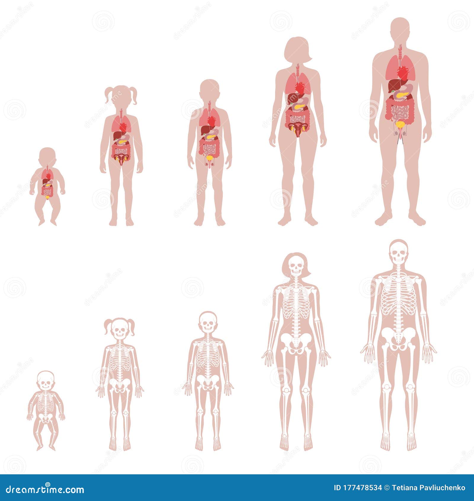 Human Skeleton And Internal Organs Stock Vector Illustration Of Head Flat 177478534