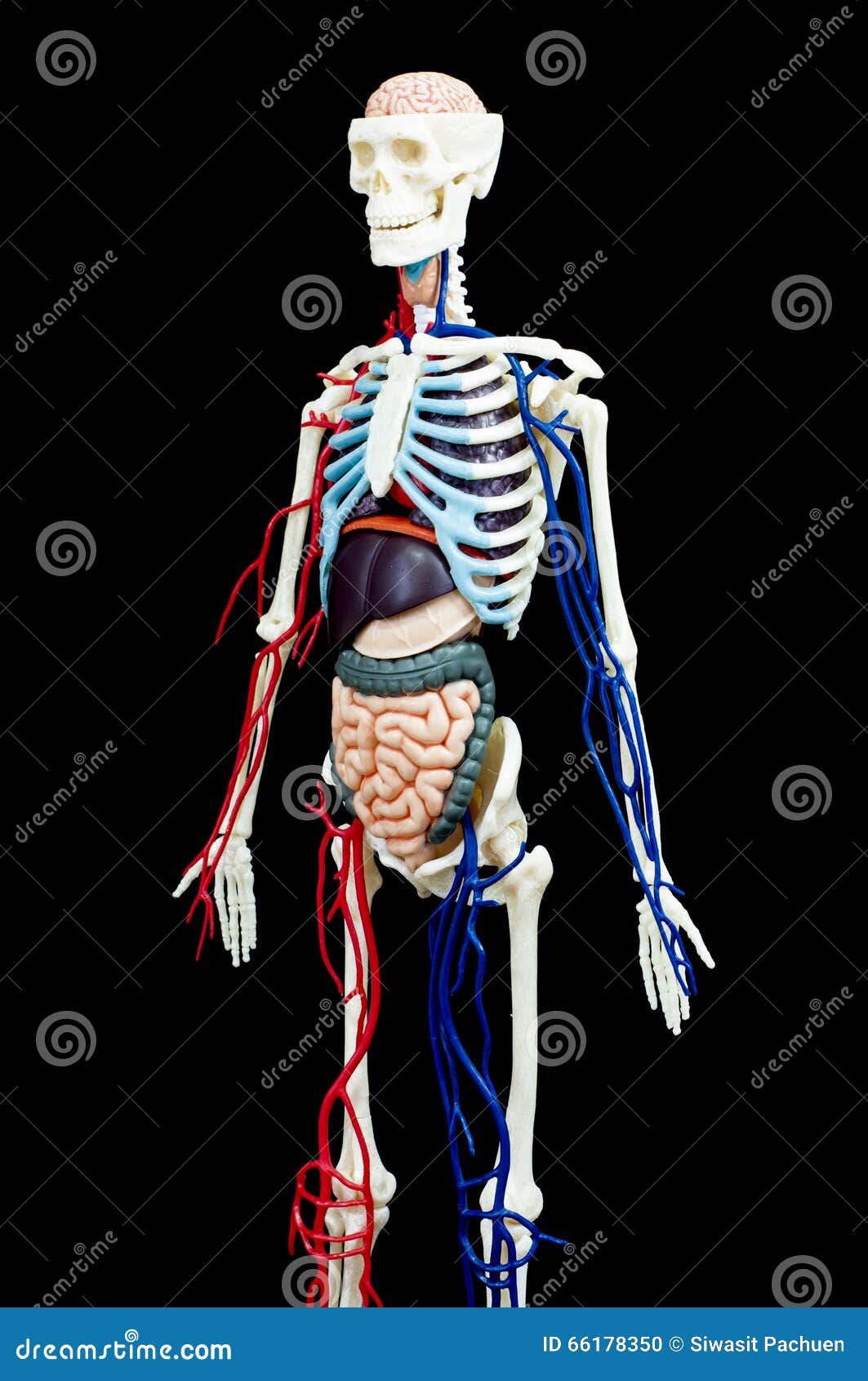 Human Skeleton With Internal Organs Stock Photo - Image of gullet