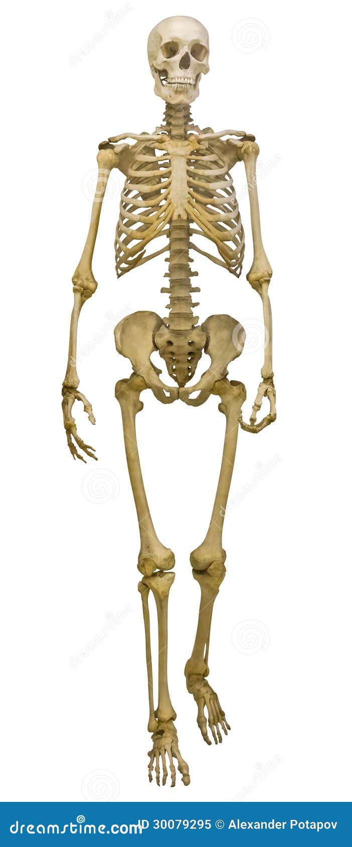 Single Human Skeleton On White Stock Image - Image of death, standing