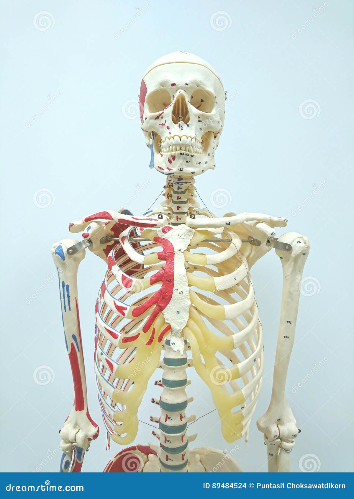 Anatomy, Naked Woman Body, With Bone Skeleton. Stock Image