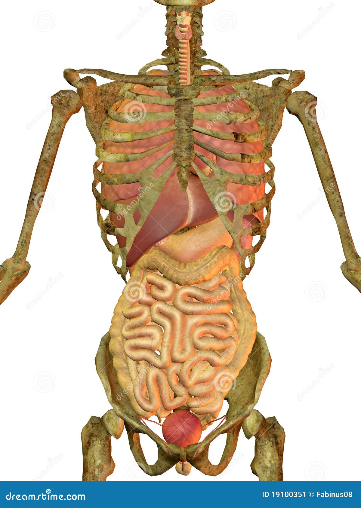 Human skeleton and organs stock illustration. Illustration of coloured