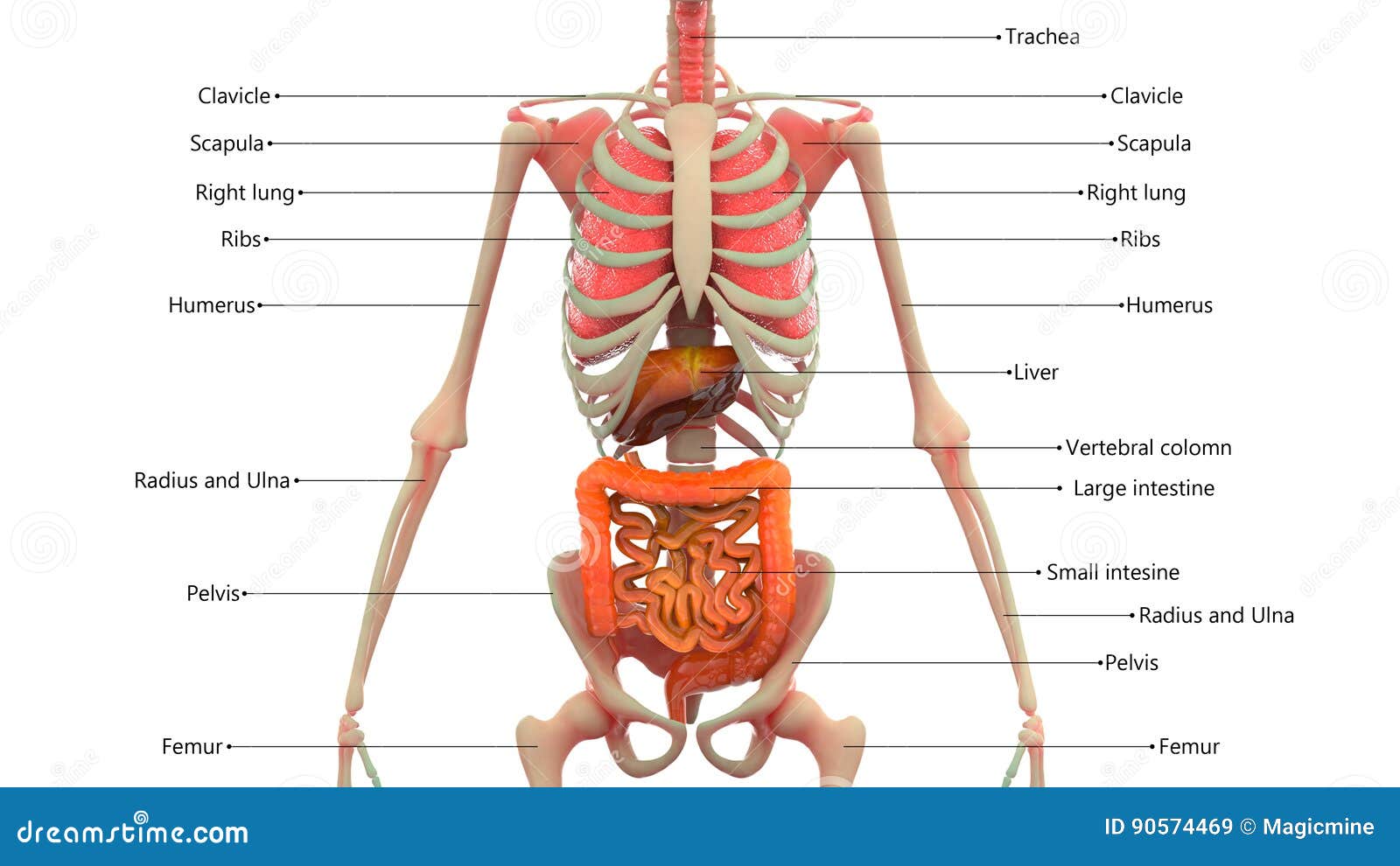 Human Skeleton With Organs Anatomy Stock Illustration - Illustration of
