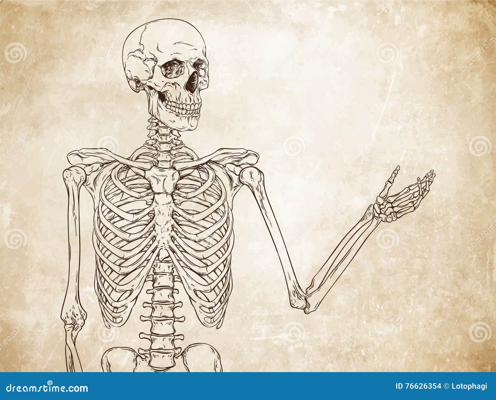 human skeleton drawing pose