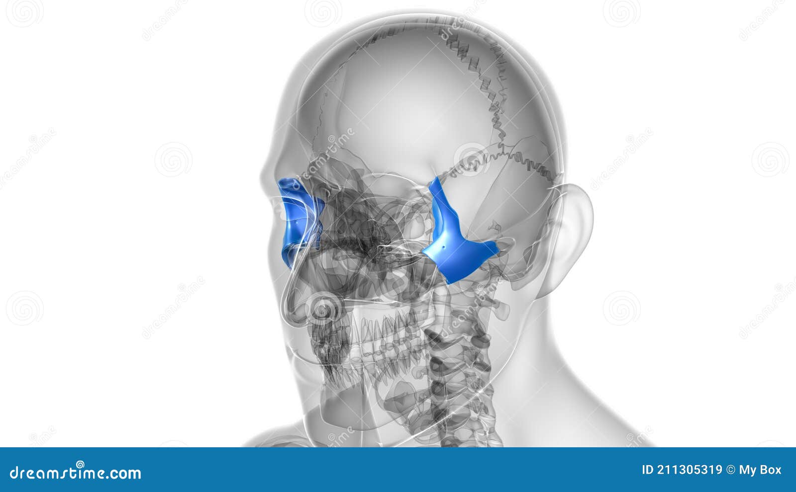 Human Skeleton Skull Zygomatic Bone Anatomy for Medical Concept Stock ...