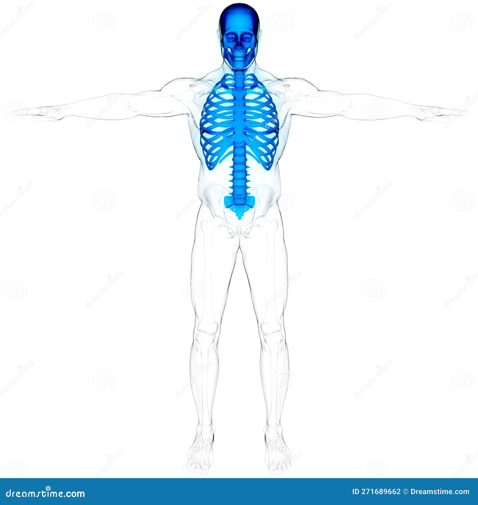 Human Skeleton System Axial Skeleton Bone Joints Anatomy Stock