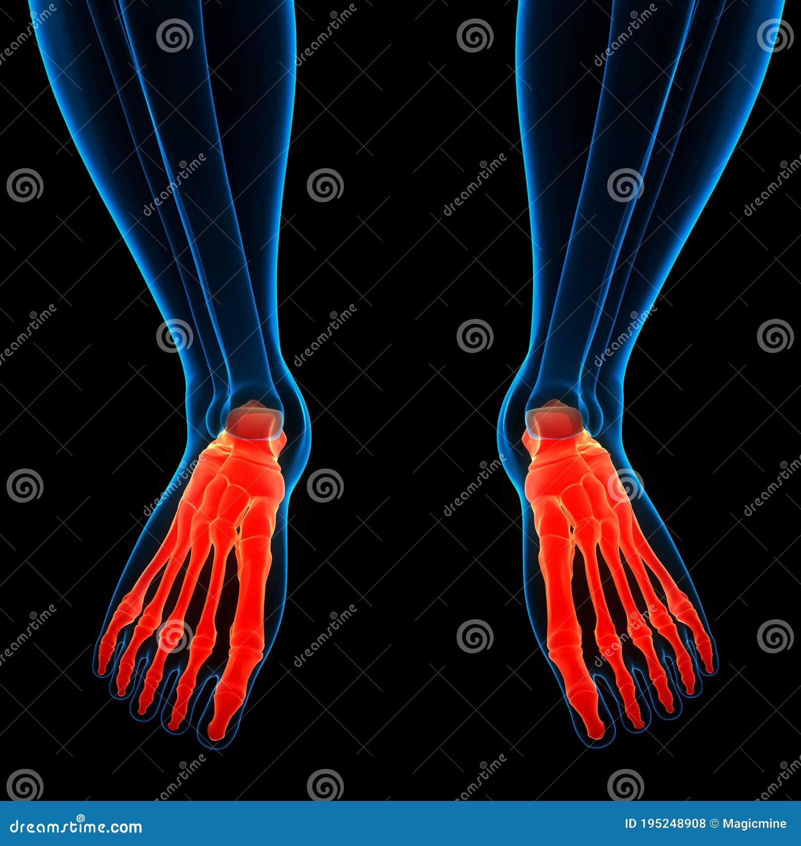 Human Skeleton System Foot Bone Joints Anatomy Stock Illustration