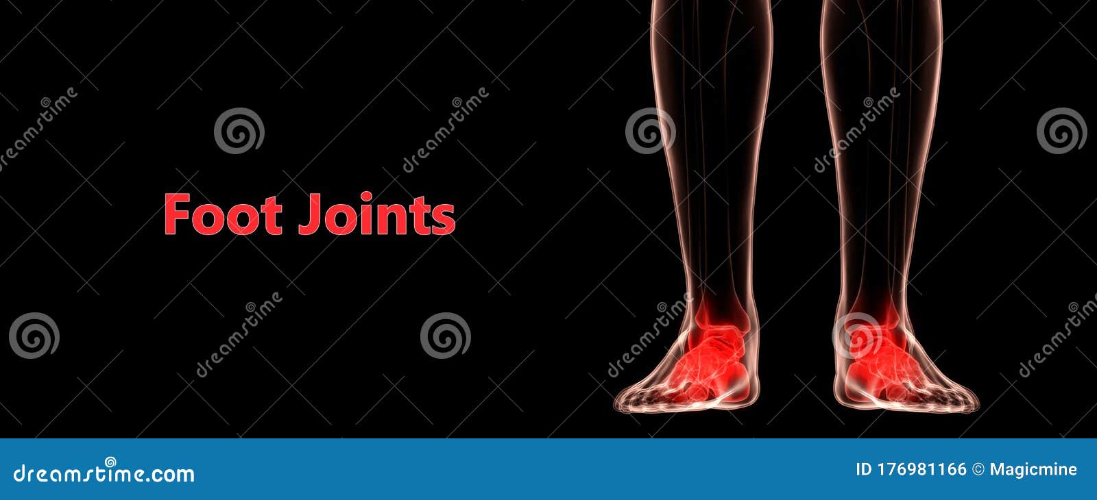 Human Skeleton System Foot Bone Pains Anatomy Stock Illustration
