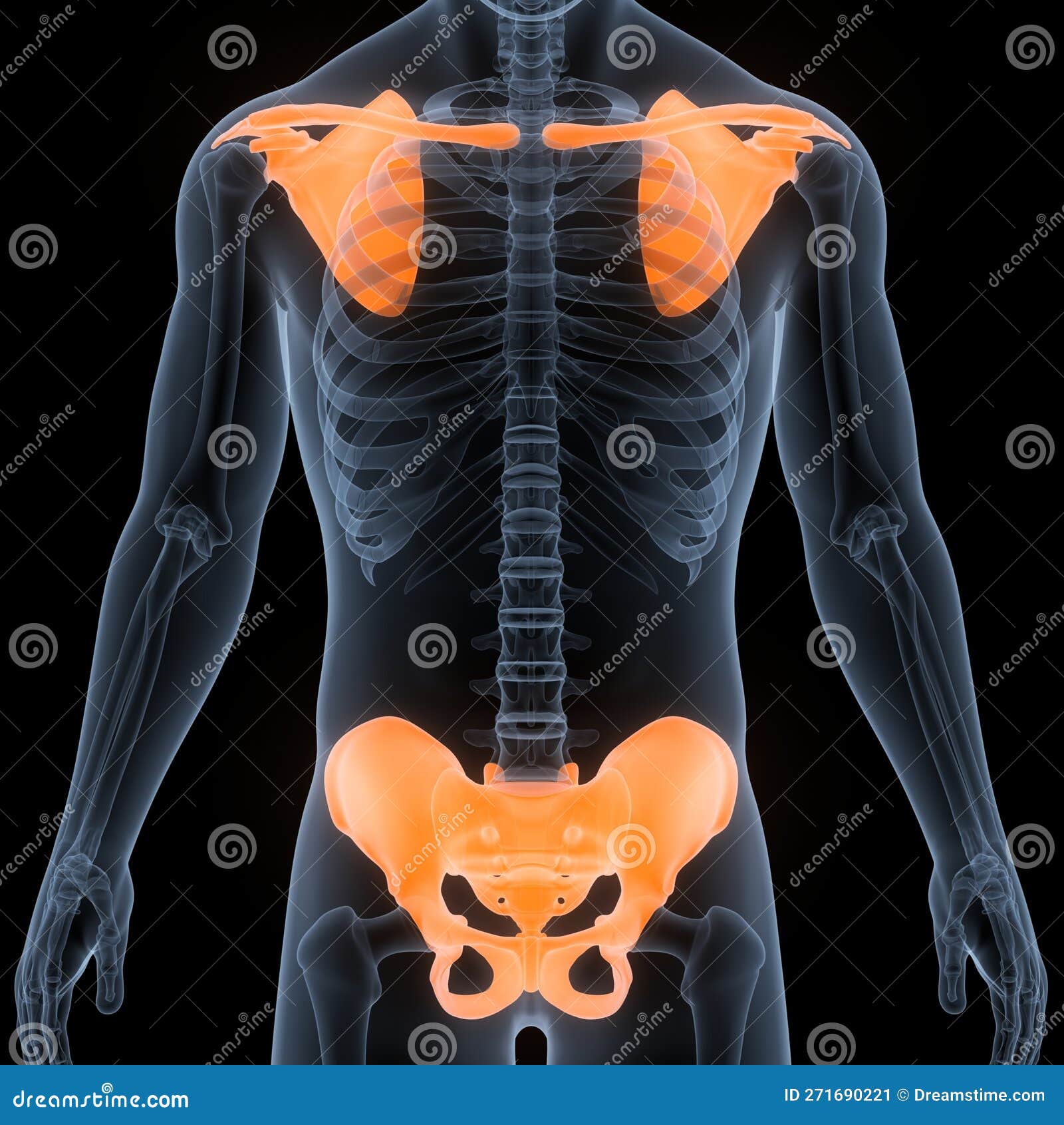 Illustration Human Skeleton System Pectoral Girdle Anatomy Stock Photo ...