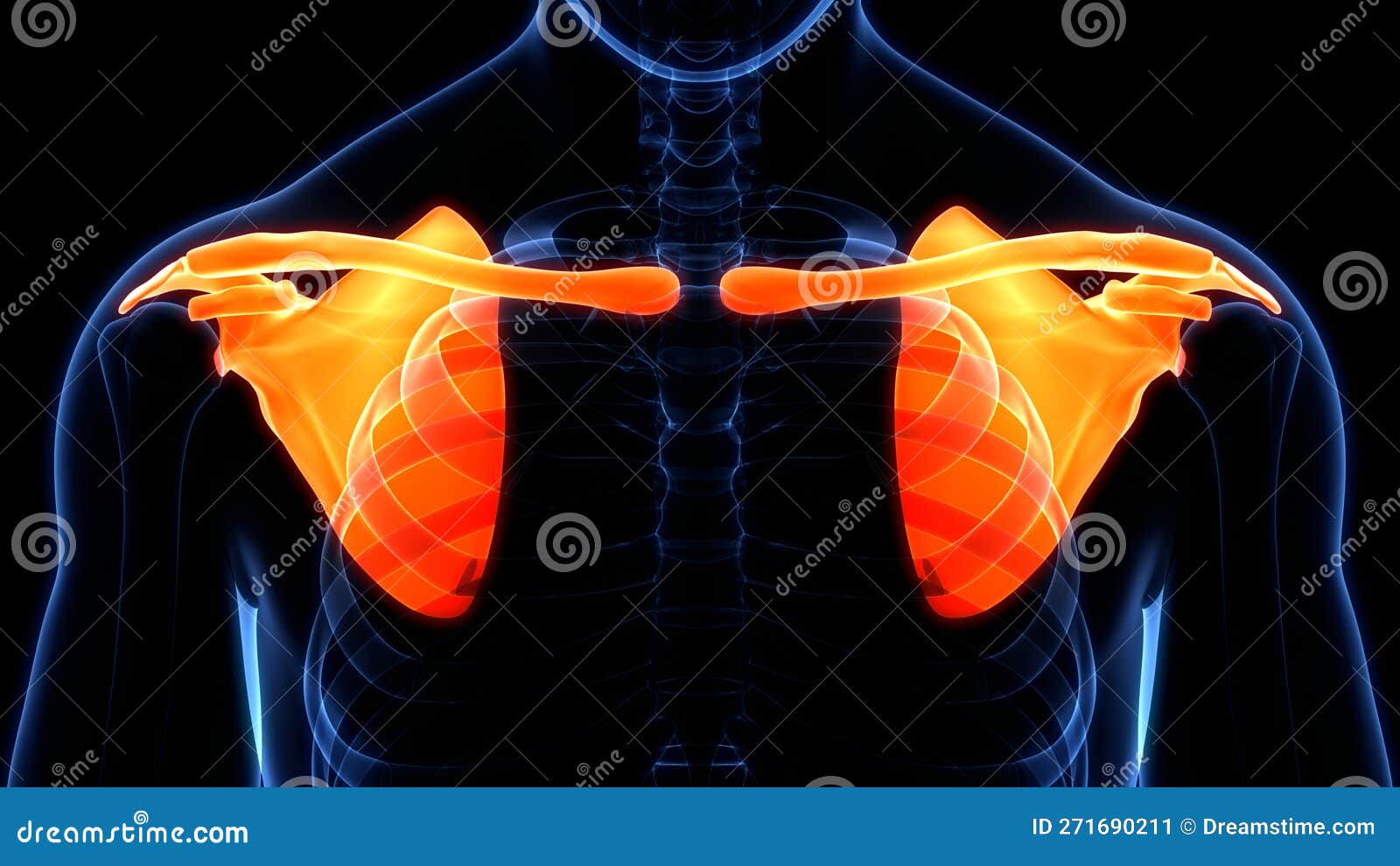 Human Skeleton System Pectoral (Shoulder) Girdle Bone Joints Anatomy Stock Illustration