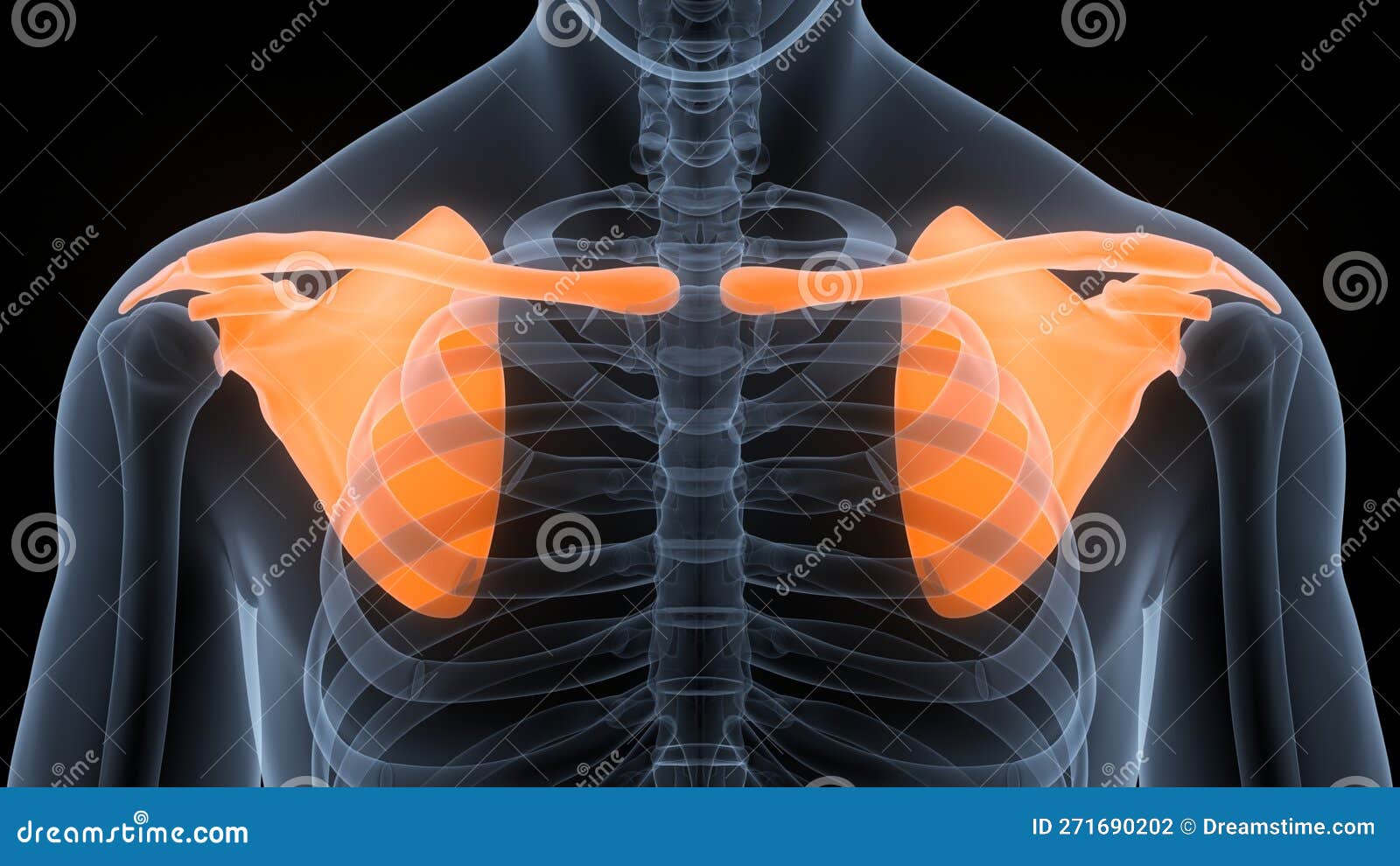 Human Skeleton System Pectoral (Shoulder) Girdle Bone Joints