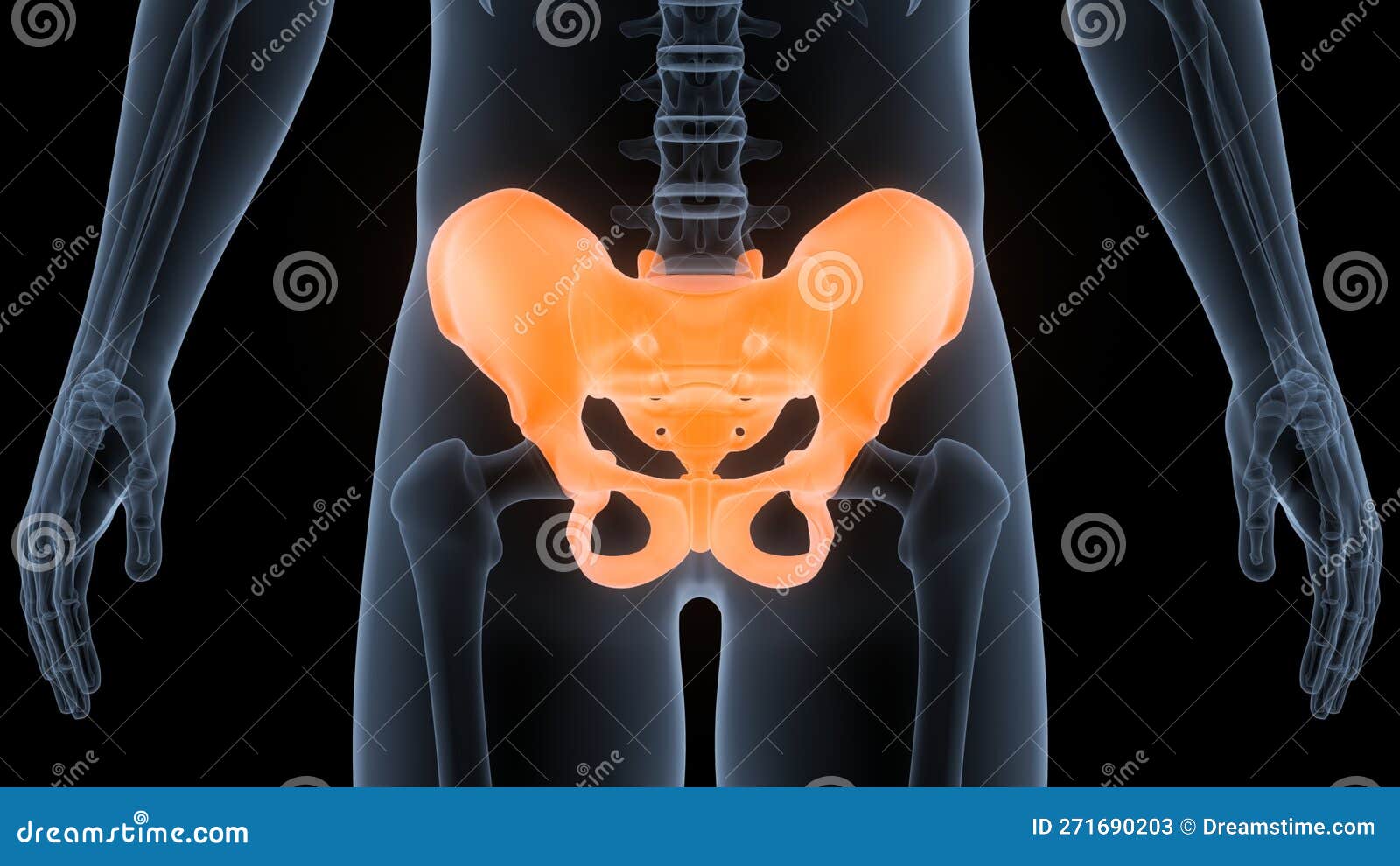 https://thumbs.dreamstime.com/z/human-skeleton-system-pelvic-girdle-bone-joints-anatomy-d-illustration-concept-271690203.jpg