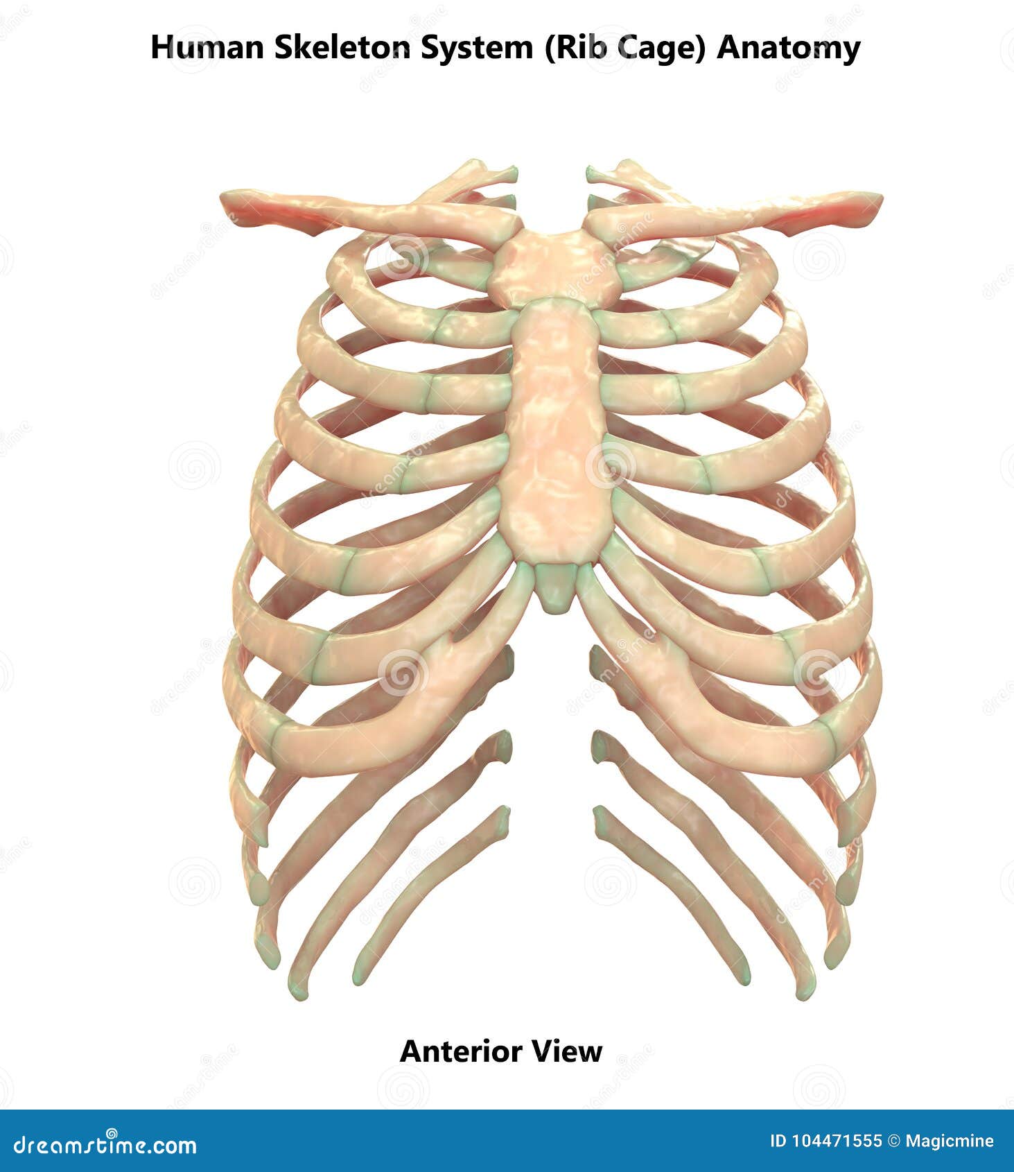 Human Skeleton System Rib Cage Anterior View Anatomy Stock Illustration Illustration Of Health Arthritis 104471555