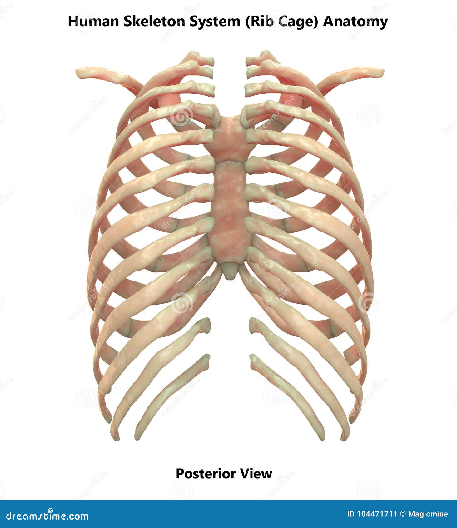 Human Skeleton System Rib Cage Posterior View Anatomy Stock Illustration Illustration Of Anatomical Health 104471711