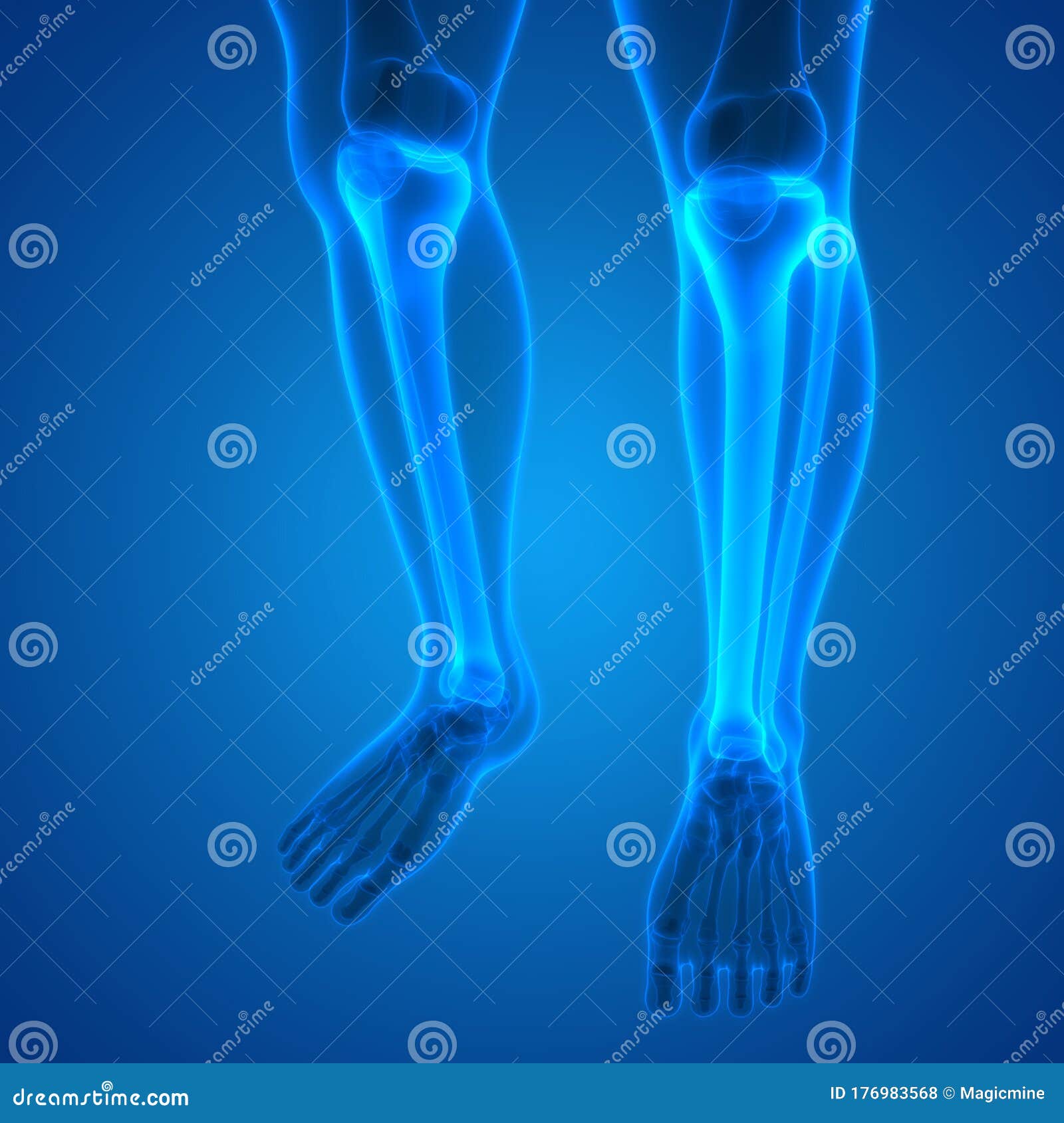 Human Skeleton System Tibia And Fibula Bone Joints Anatomy Stock