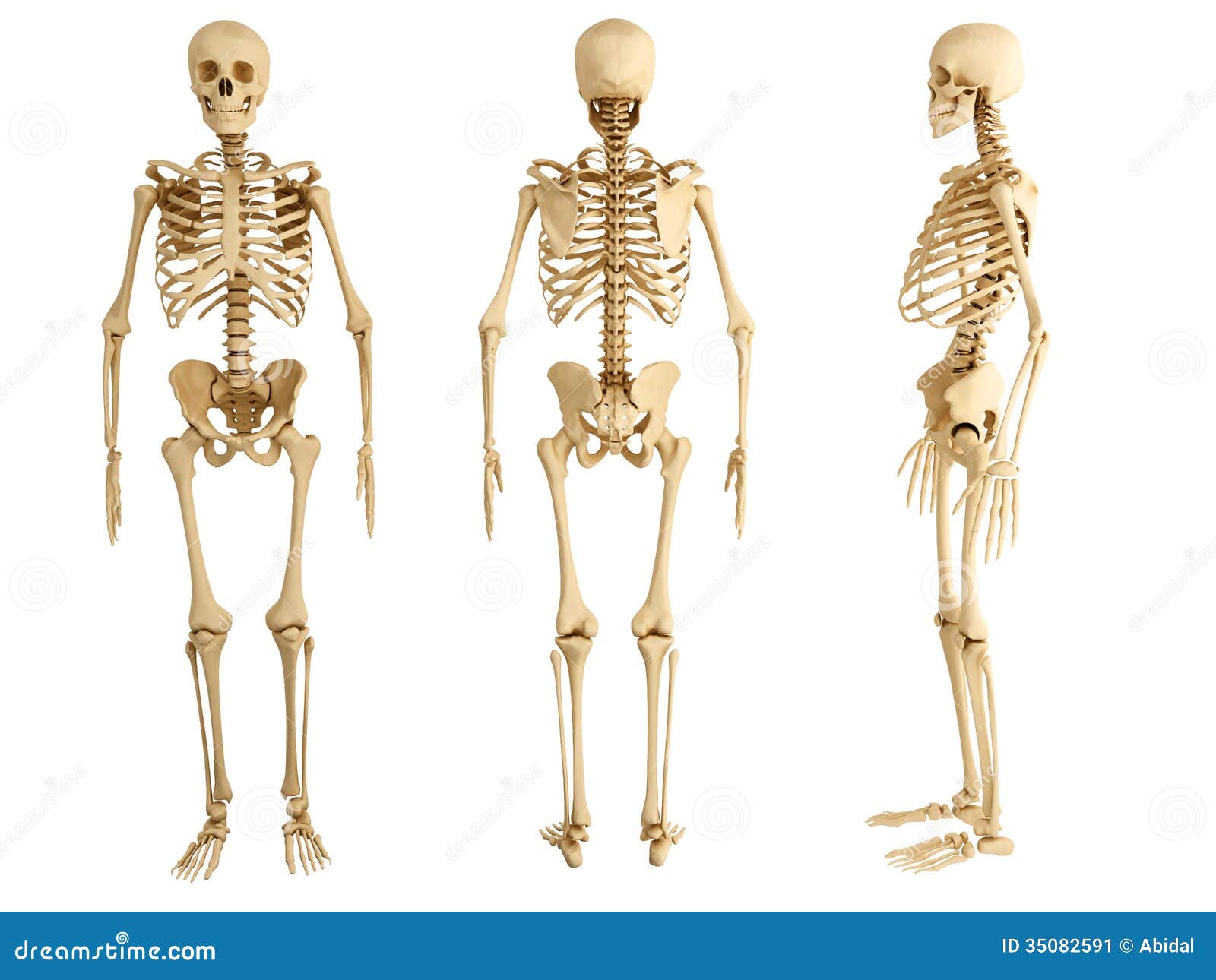 Human skeleton stock illustration. Illustration of graphic 35082591