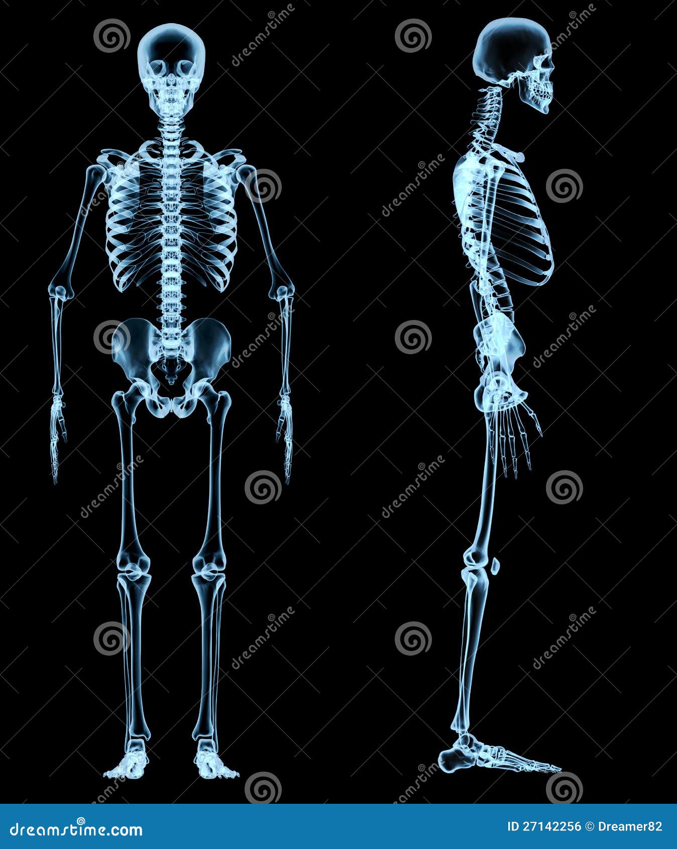 Human Skeleton Under The X Rays Stock Illustration Illustration Of