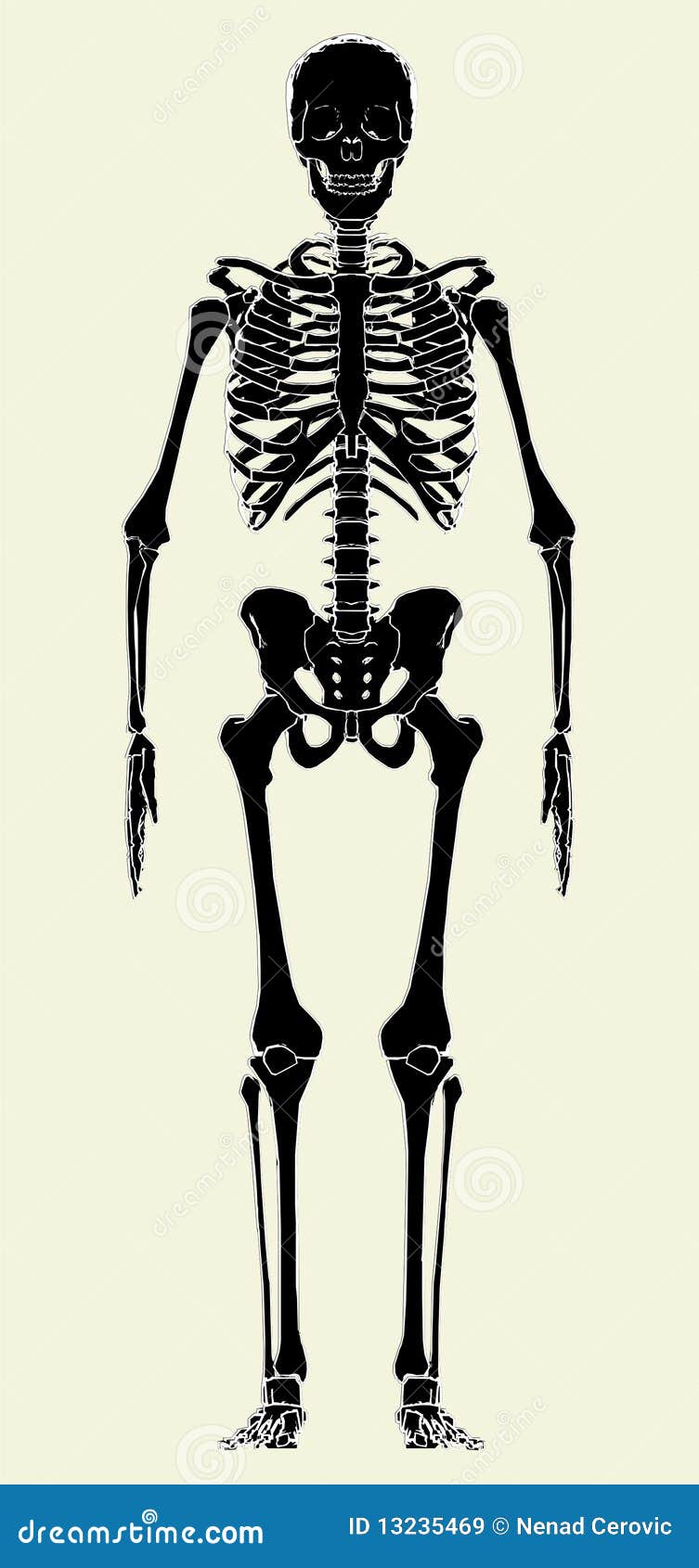 Human Skeleton Vector 01 stock vector. Illustration of femur - 13235469