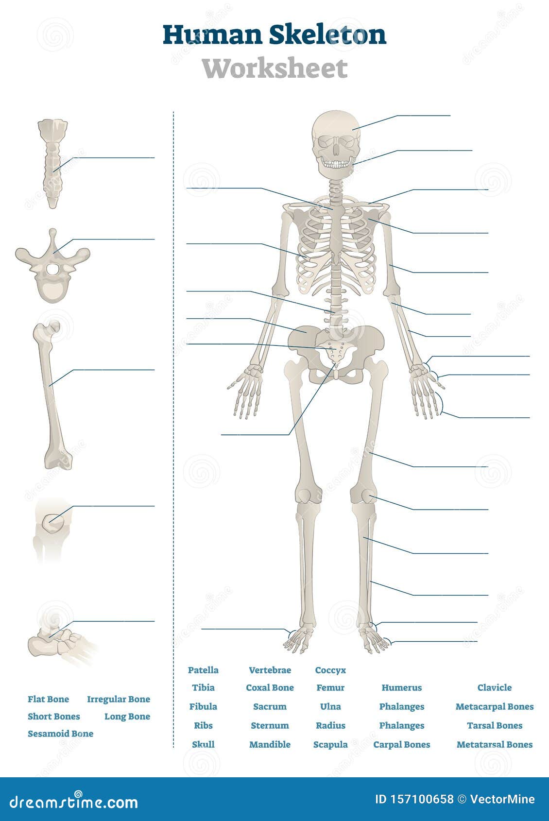 Human Skeleton Worksheet Vector Illustration. Blank Educational Throughout The Skeletal System Worksheet