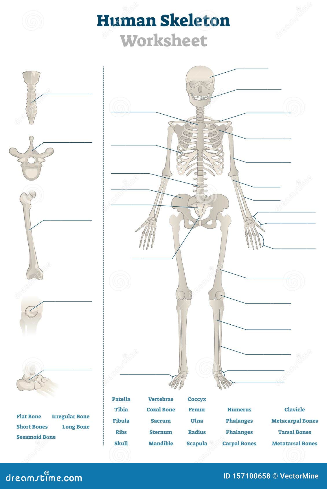 blank skeletal system