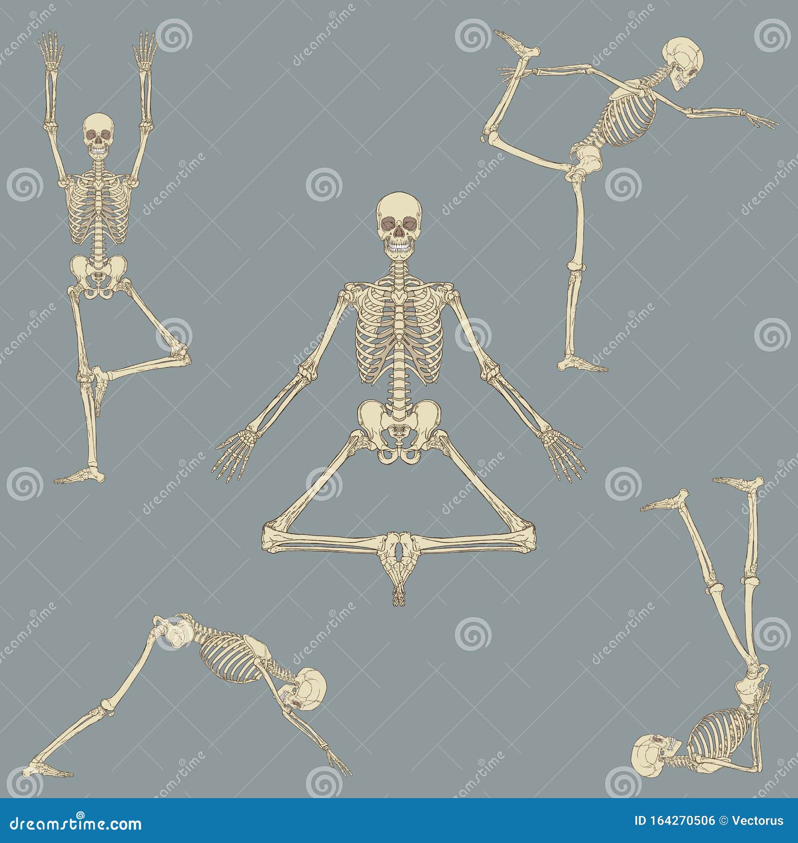 Download Human Skeleton Yoga Positions Pack Stock Vector ...
