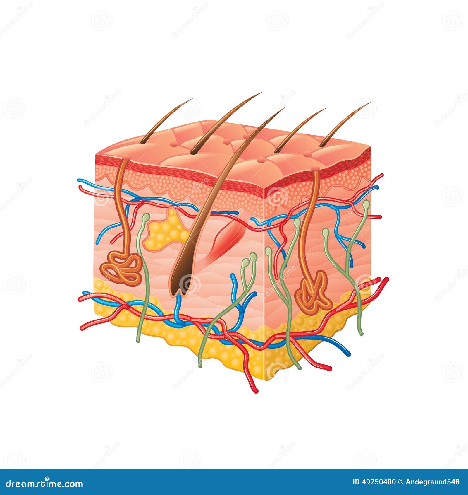 human skin clipart - photo #4