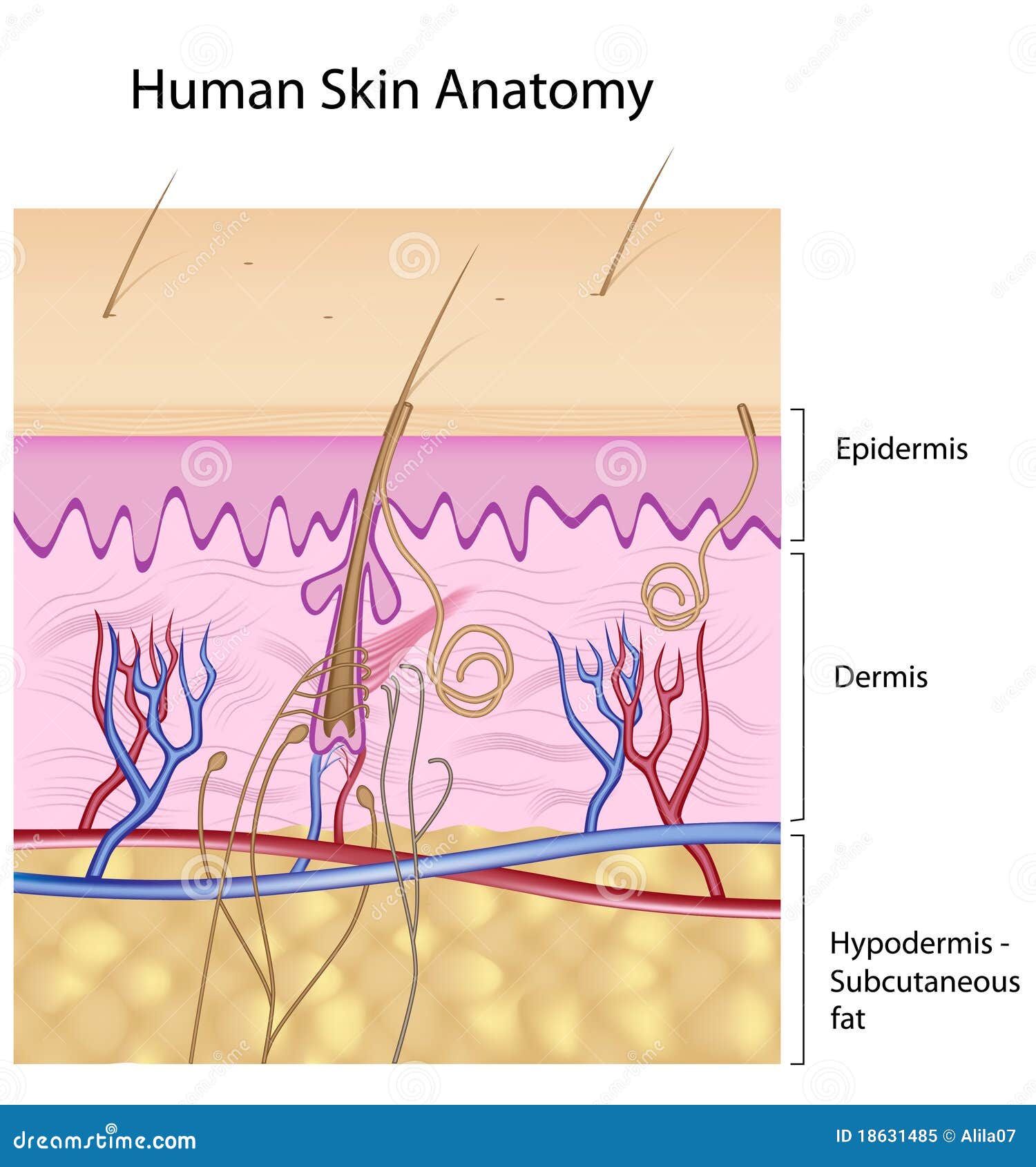 Human Skin Anatomy, Non-labeled Version Stock Vector - Illustration of