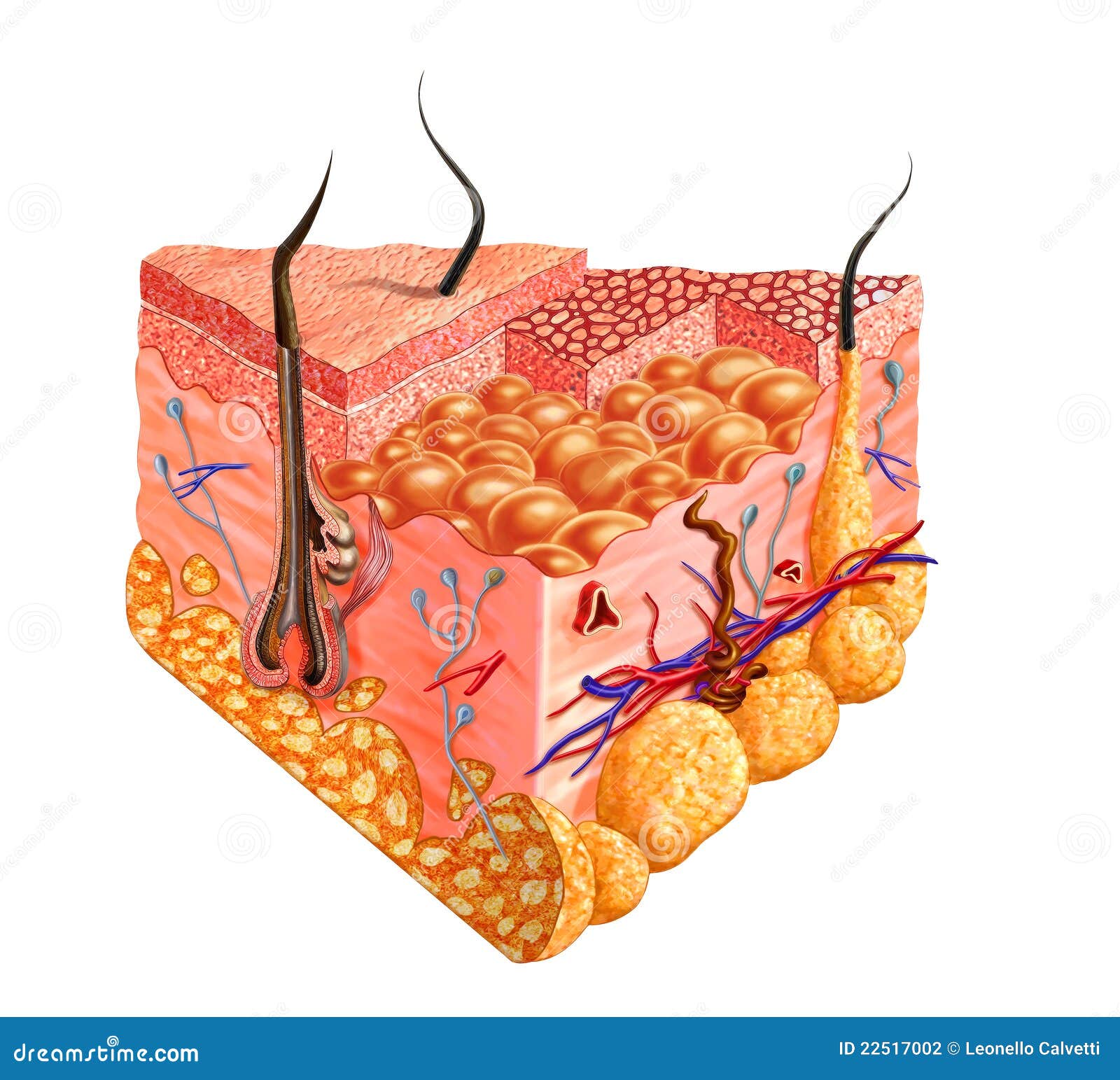 human skin cutaway diagram, with several details.