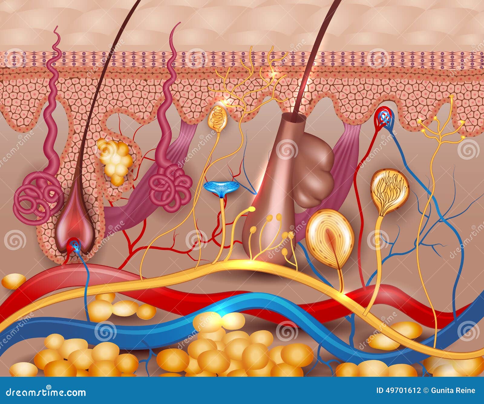 Human Skin Detailed Diagram Stock Vector - Image: 49701612