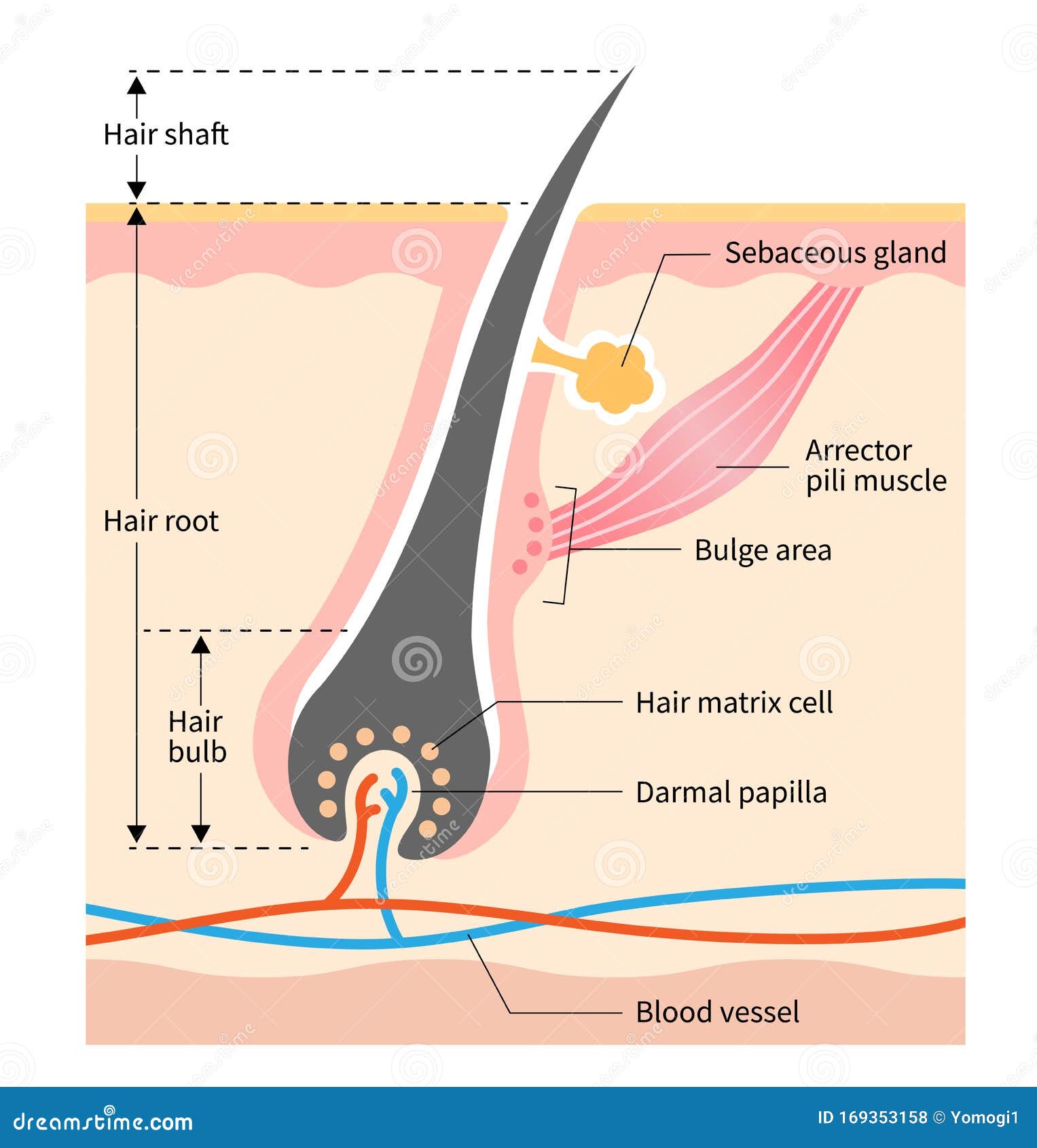 Human Skin with Hair Shaft, Hair Root 