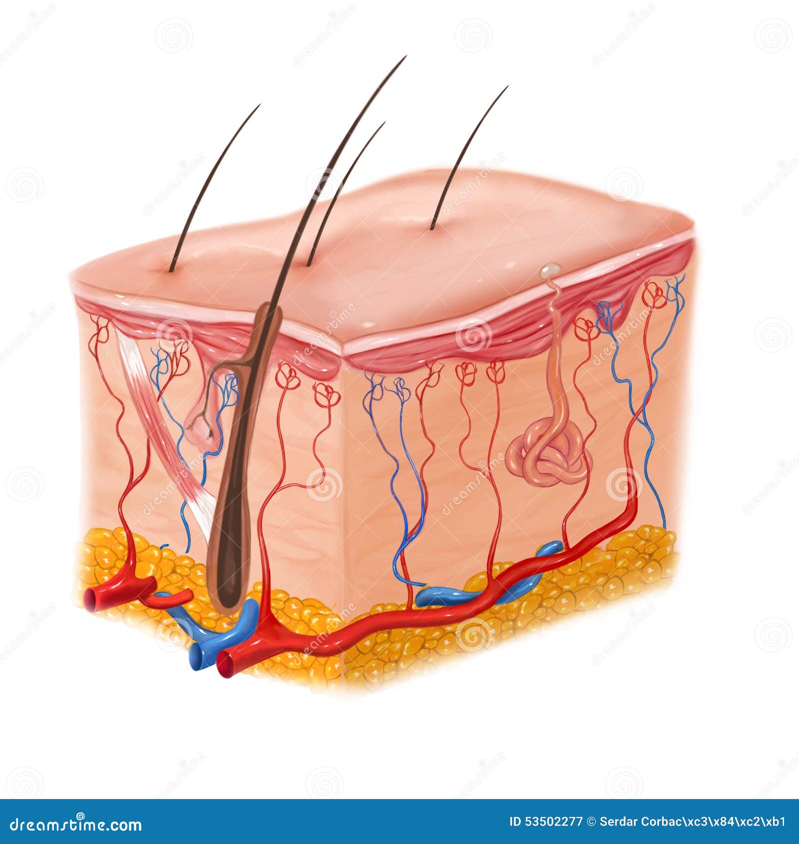 human skin and hair structure