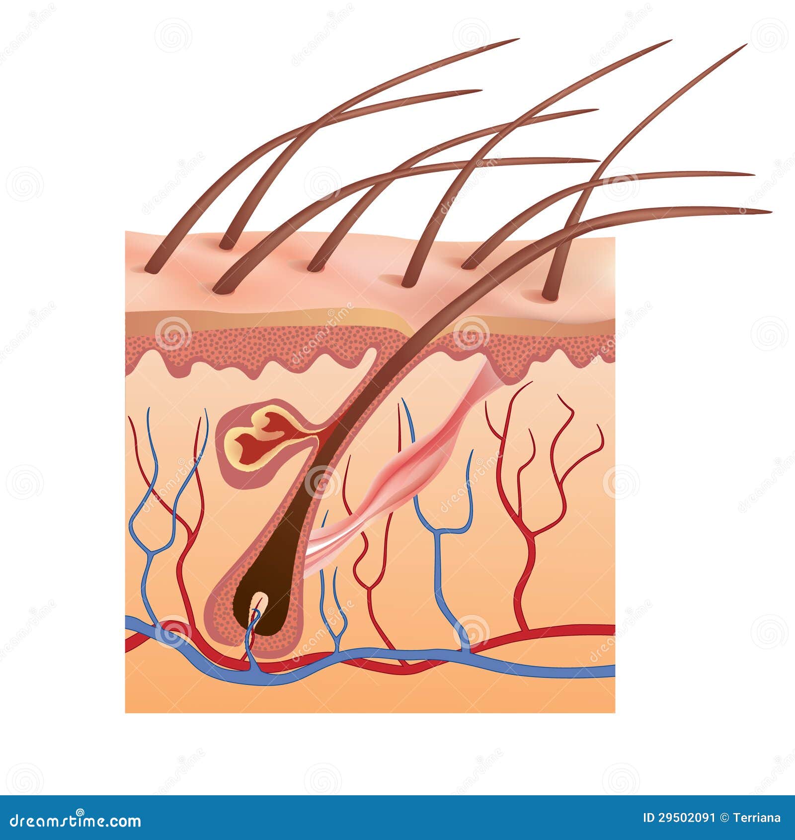 human skin and hair structure.  