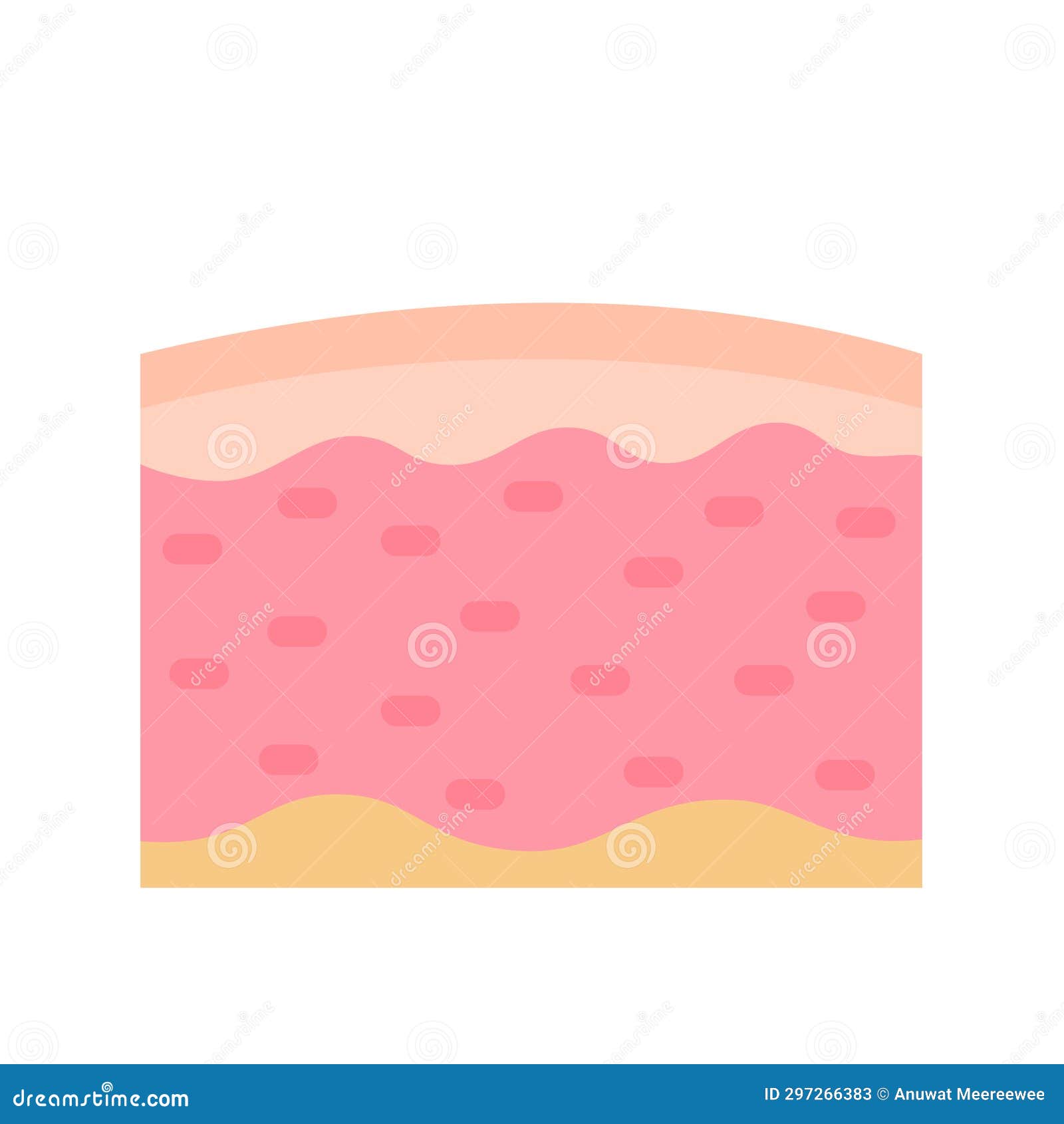 Human Skin Layer Caring for Protecting the Skin from the Sun with a