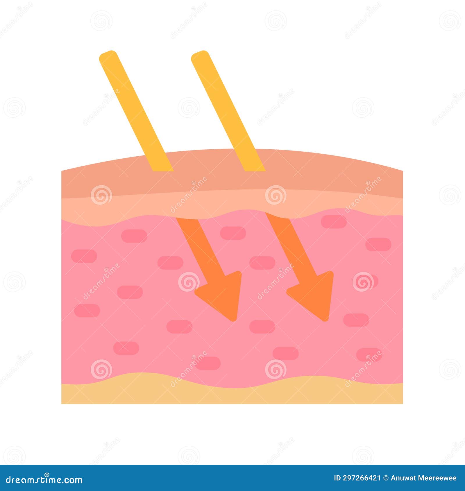 Human Skin Layer Caring for Protecting the Skin from the Sun with a